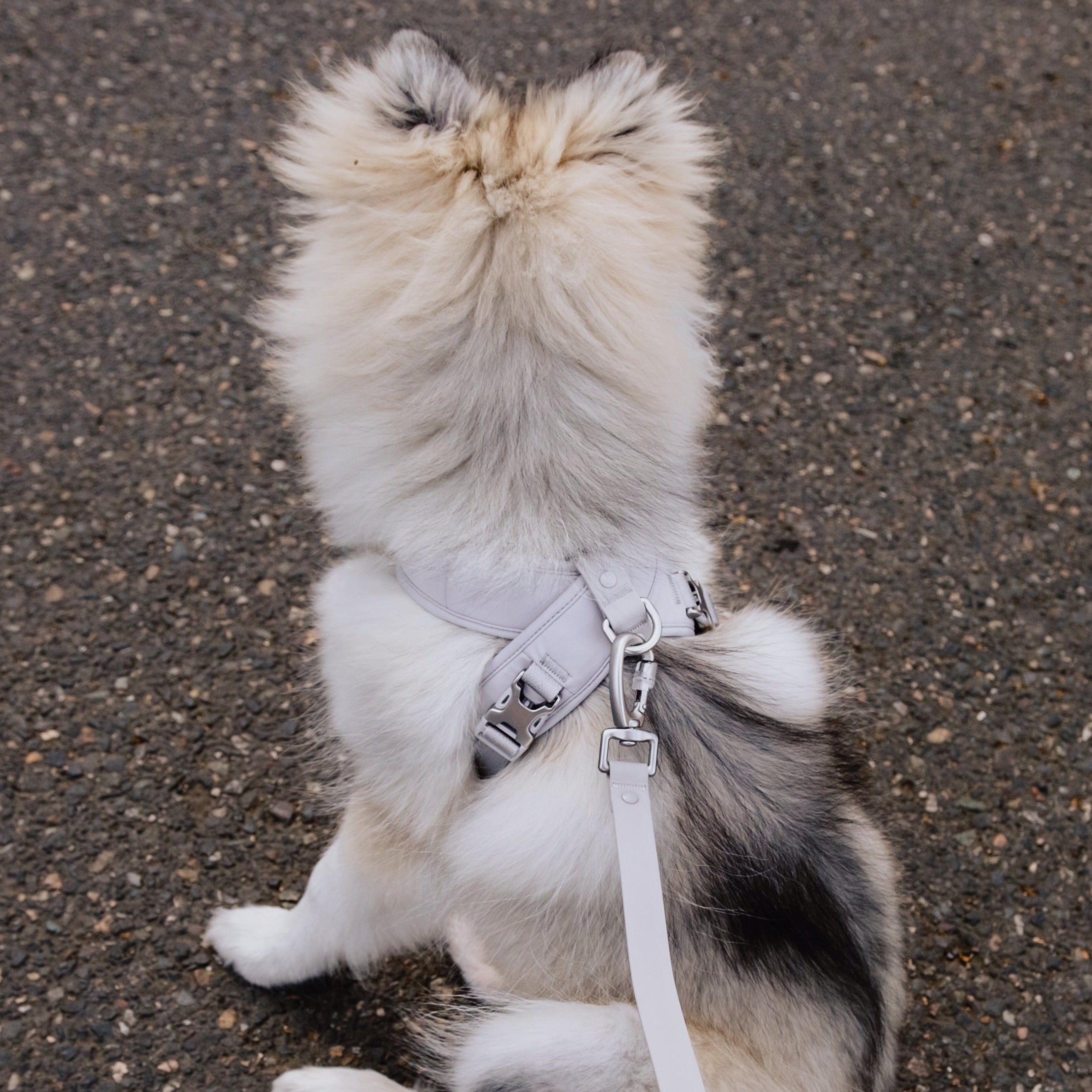 Roam Luxe Harness (Space)