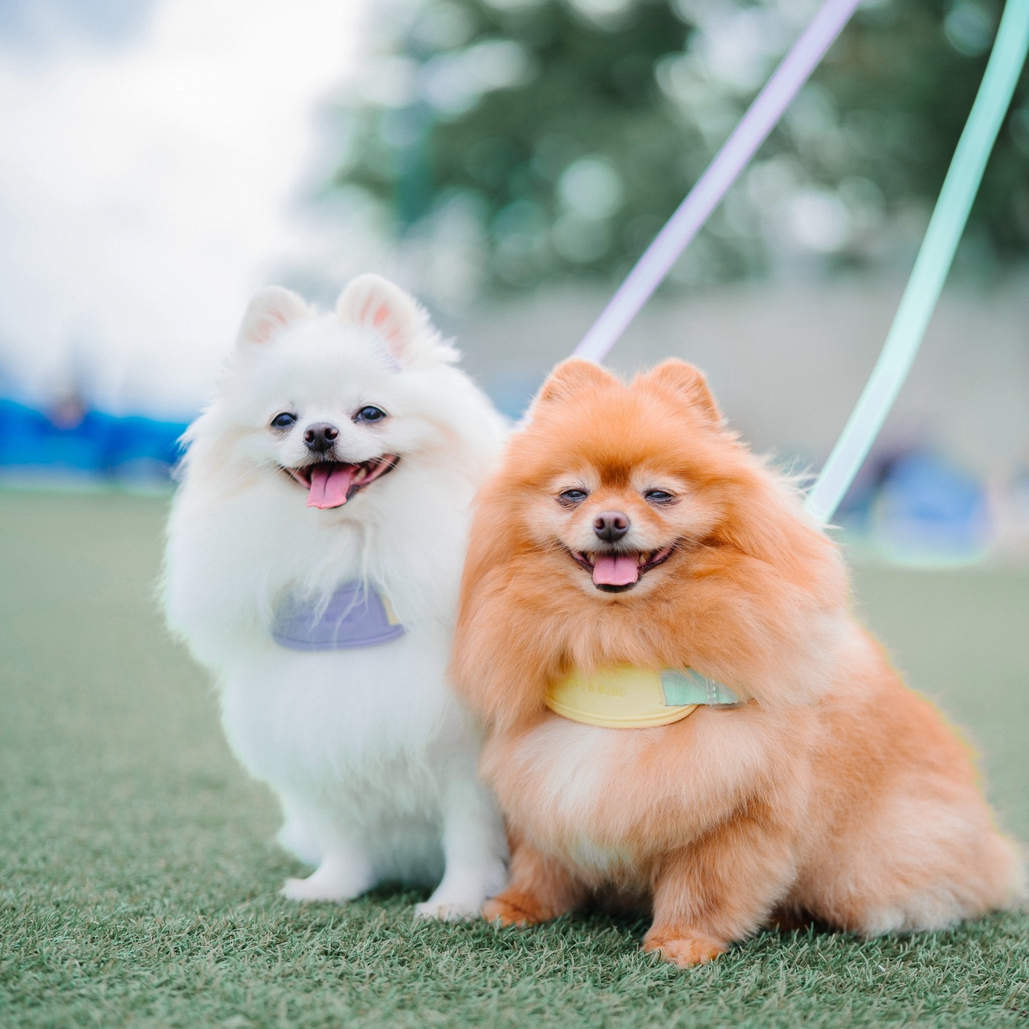 Jelly Harness (Cream Soda) - Pups & Bubs