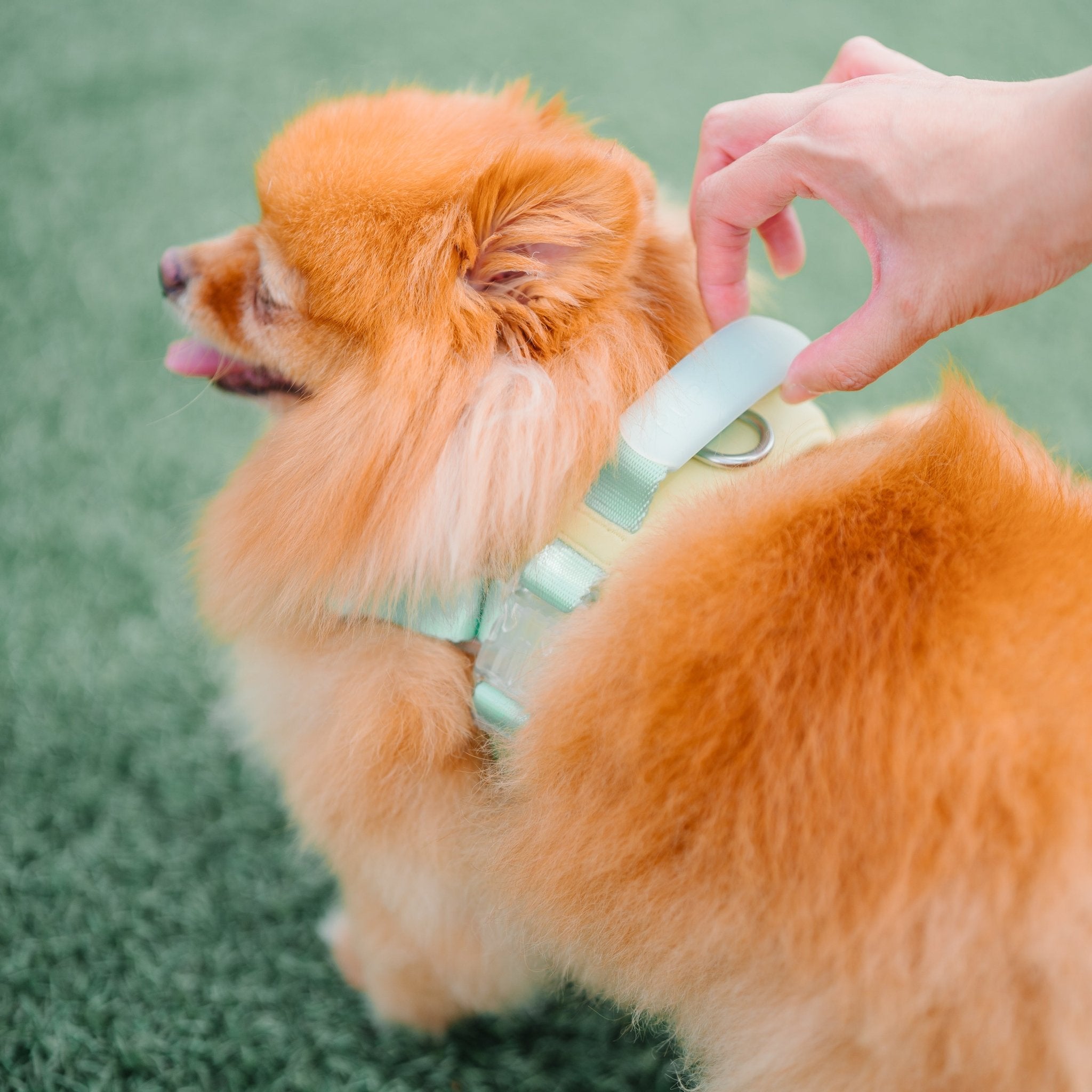 Jelly Harness (Cream Soda) - Pups & Bubs
