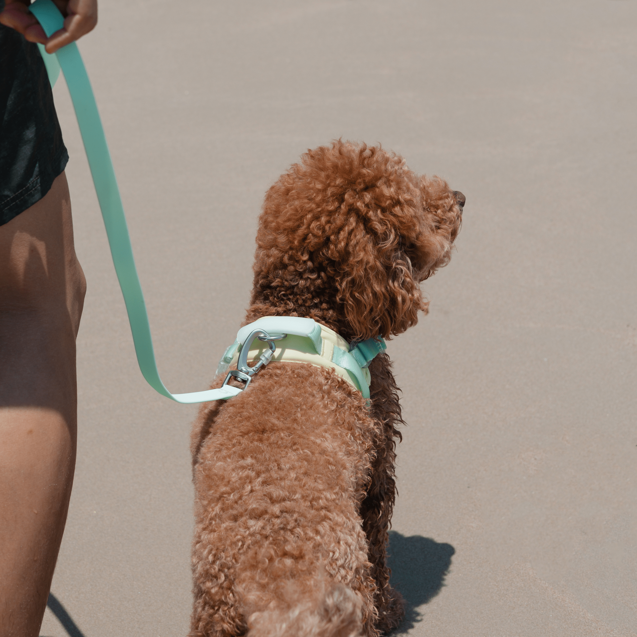 Jelly Harness (Cream Soda) - Pups & Bubs