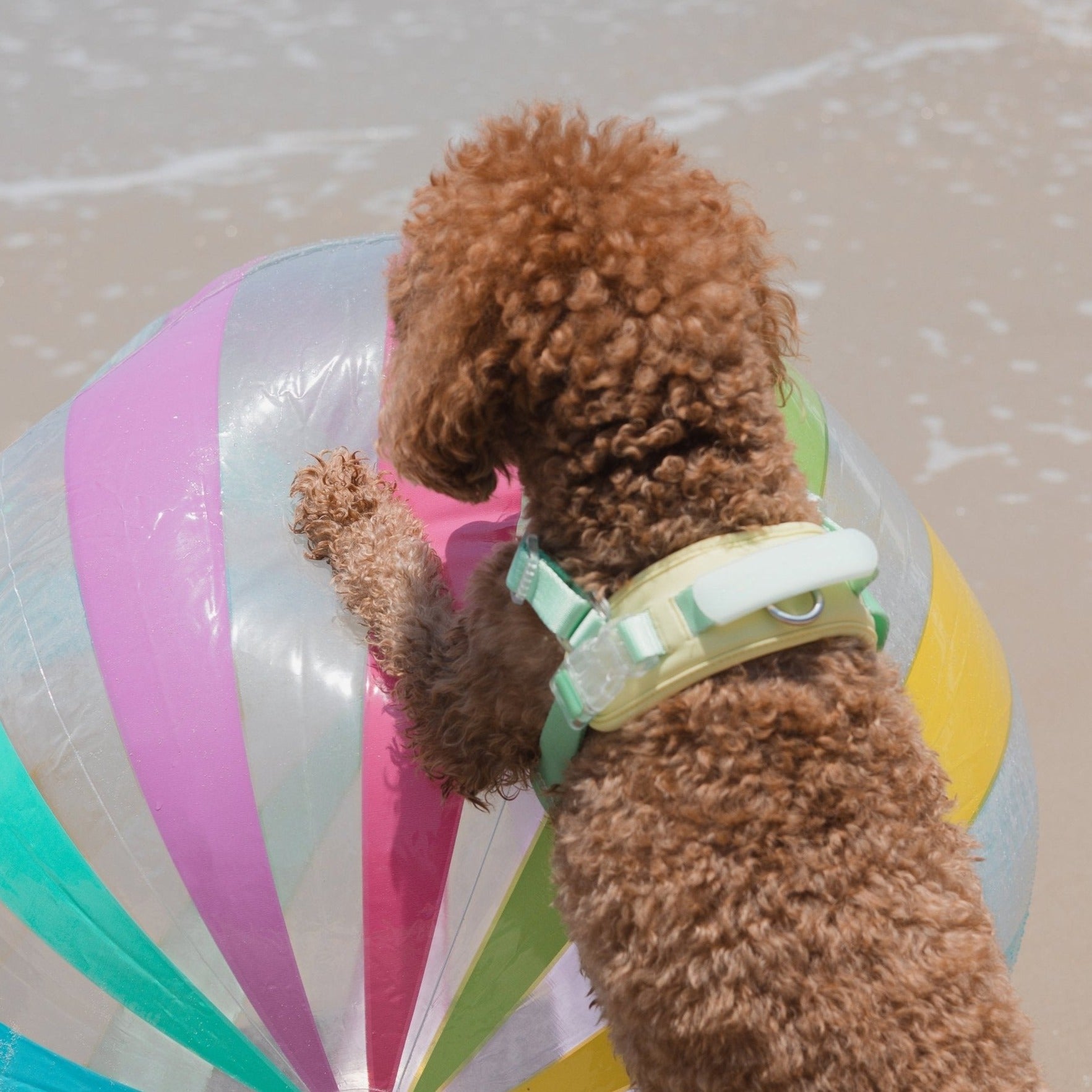 Jelly Harness (Cream Soda) - Pups & Bubs