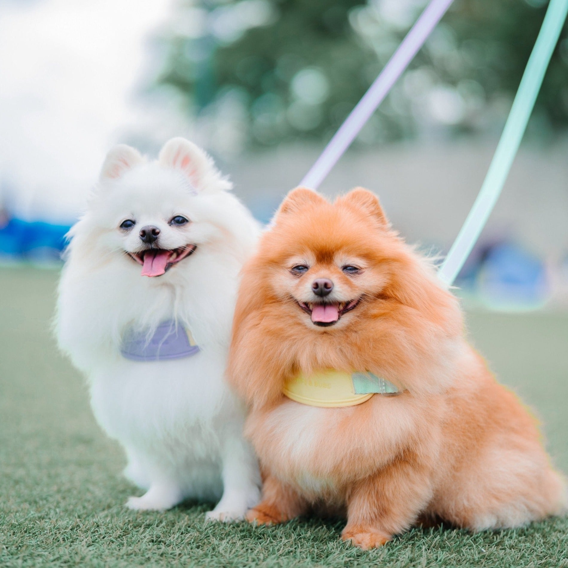 Jelly Harness (Grape) - Pups & Bubs