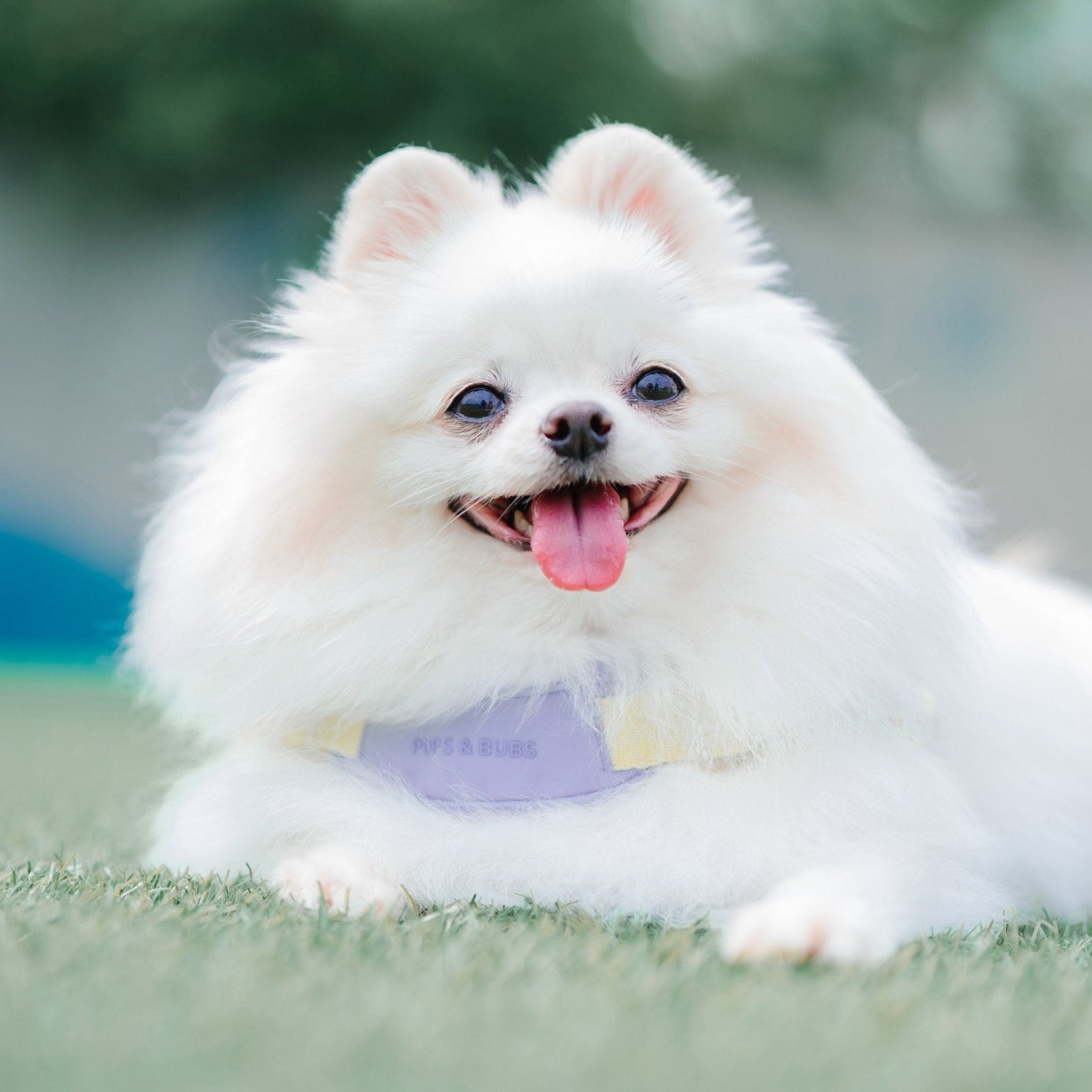 Jelly Harness (Grape) - Pups & Bubs