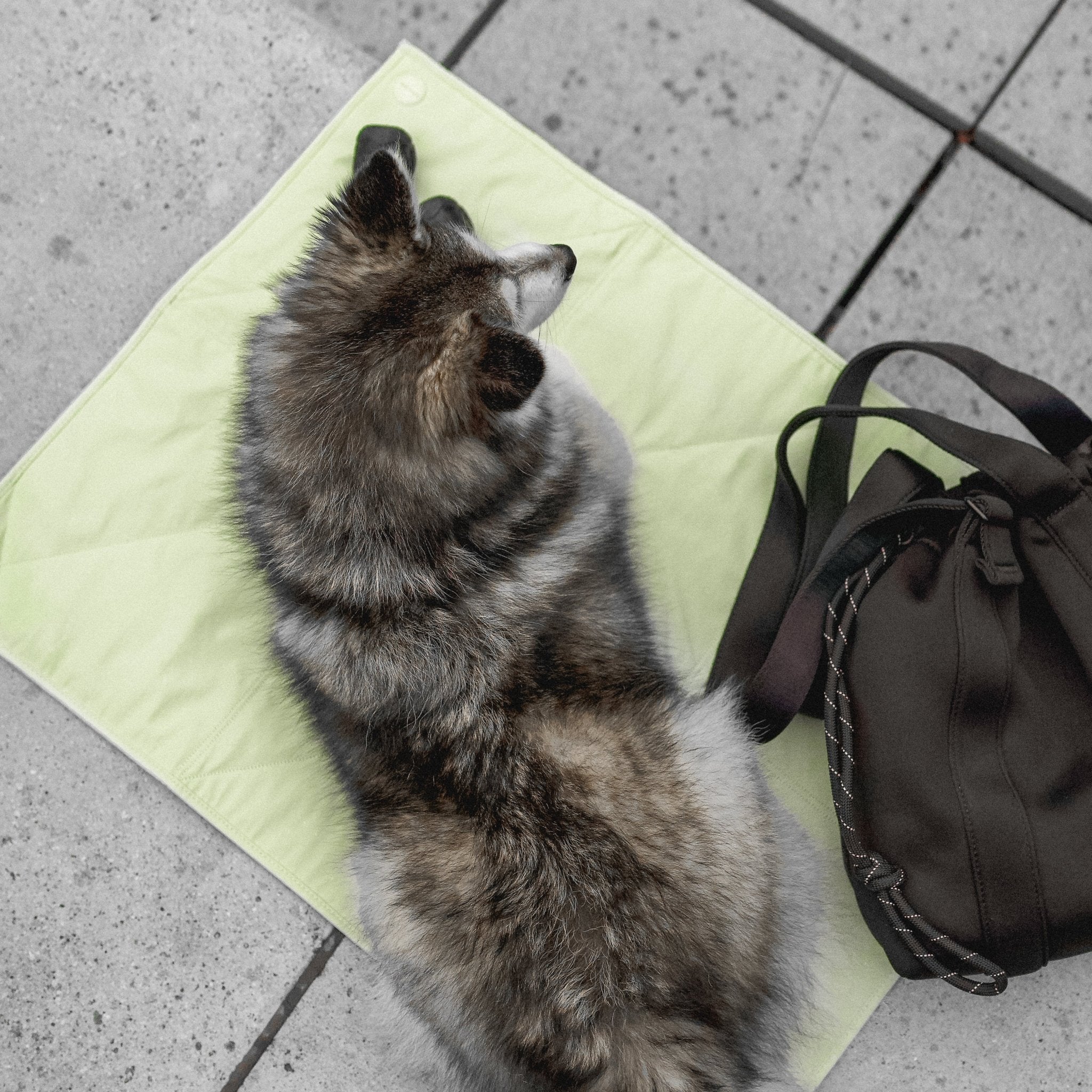 Jouir Travel Mat (Lemonade) - Pups & Bubs