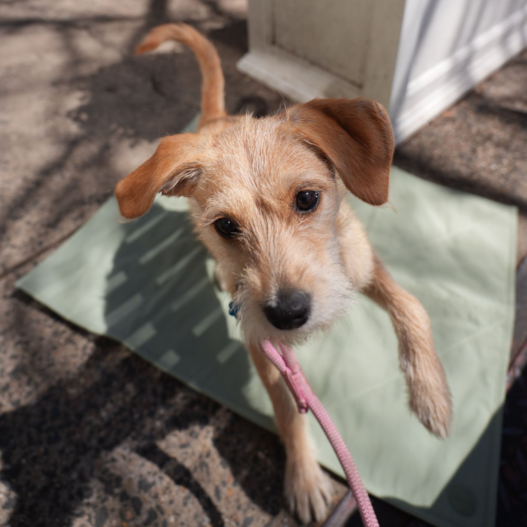 Jouir Travel Mat (Sage) - Pups & Bubs