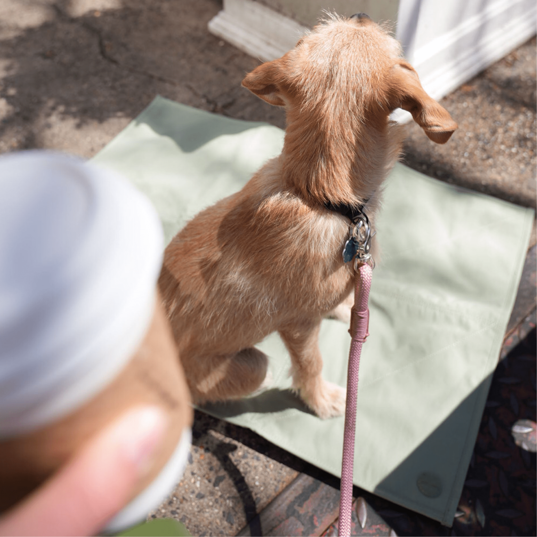 Jouir Travel Mat (Sage) - Pups & Bubs