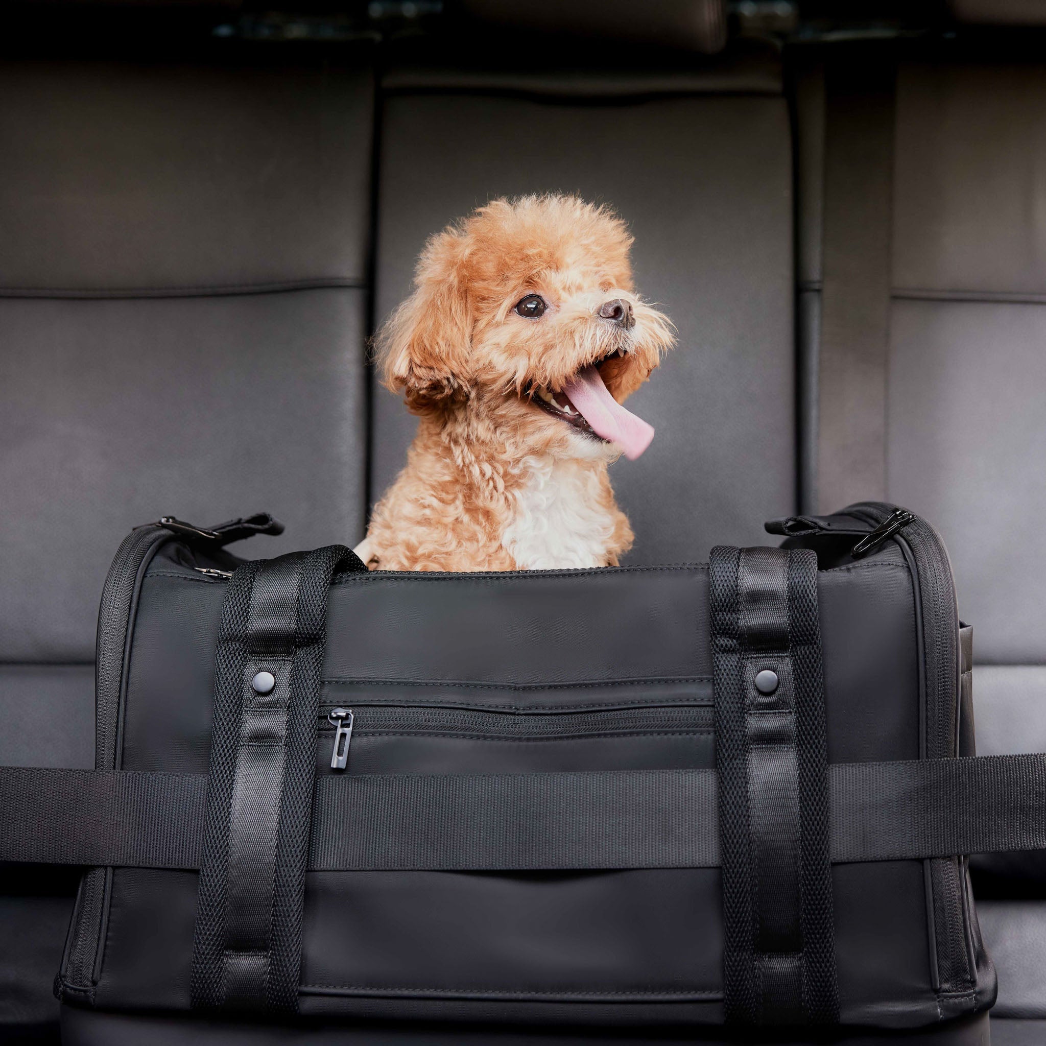 Onboard Travel Pet Carrier (Airline Compliant) - Pups & Bubs