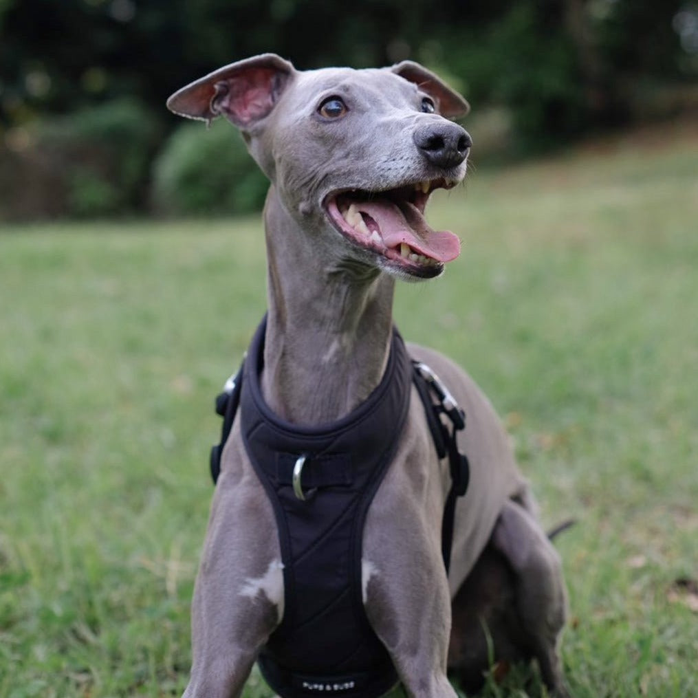 Roam Luxe Harness (Black) - Pups & Bubs