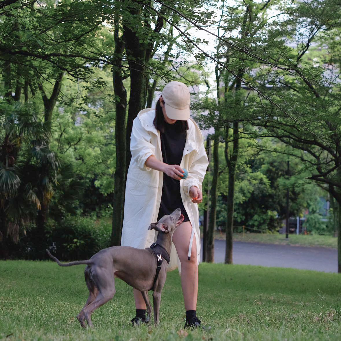 Roam Luxe Harness (Black) - Pups & Bubs
