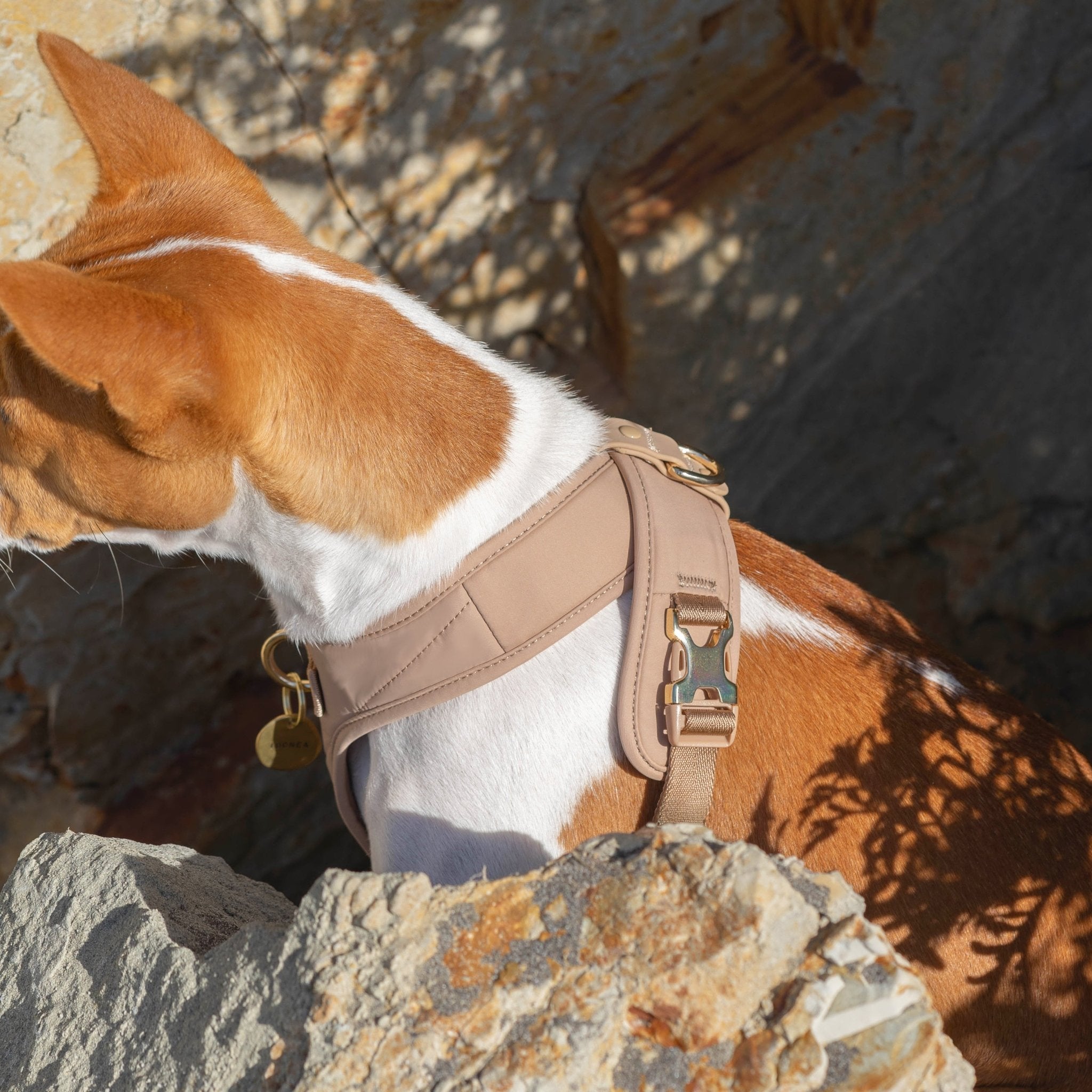 Roam Luxe Harness (Desert) - Pups & Bubs