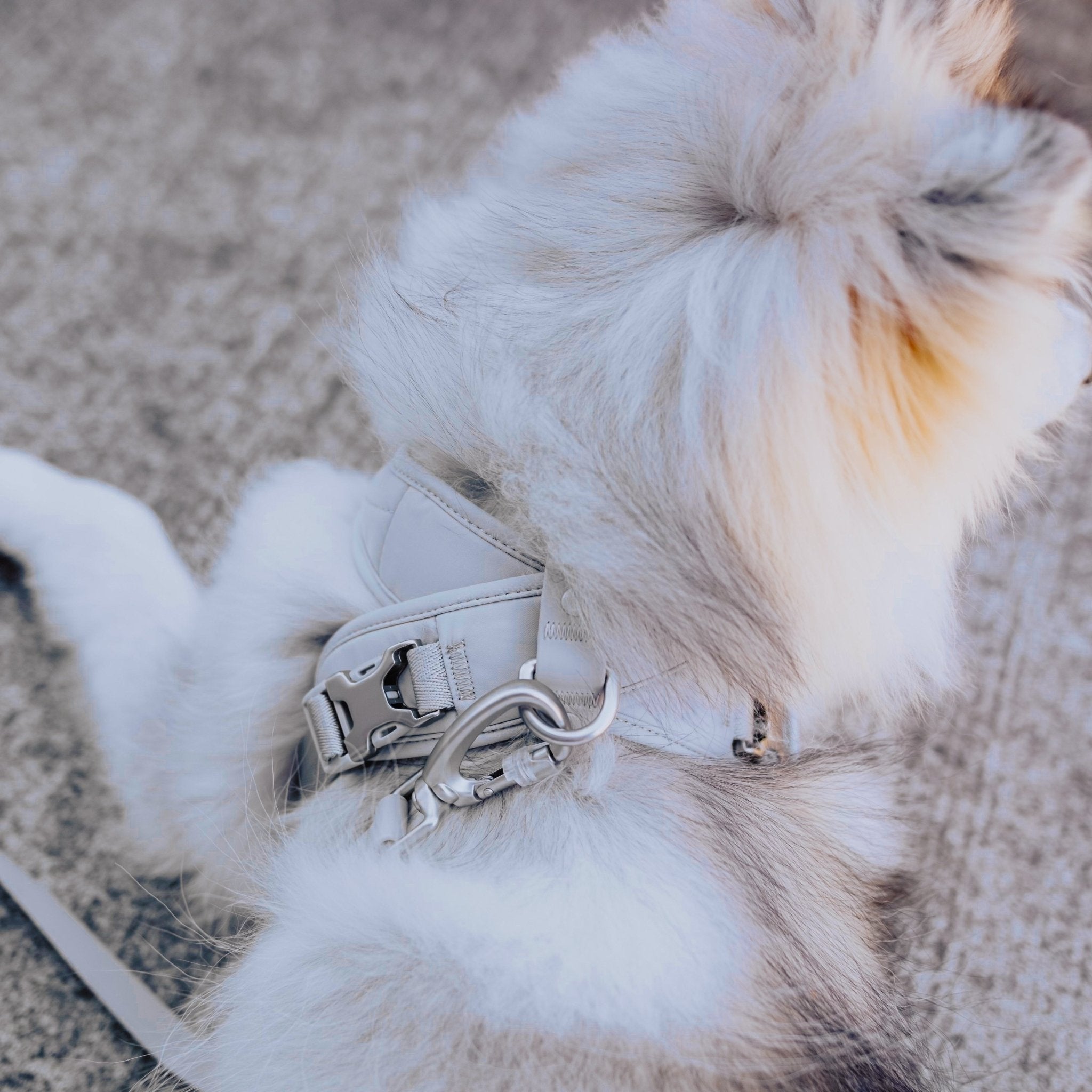 Roam Luxe Harness (Space) - Pups & Bubs