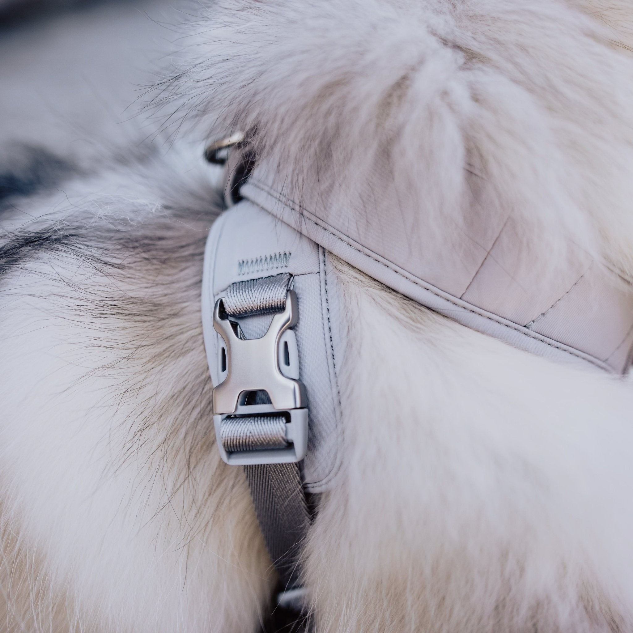 Roam Luxe Harness (Space) - Pups & Bubs