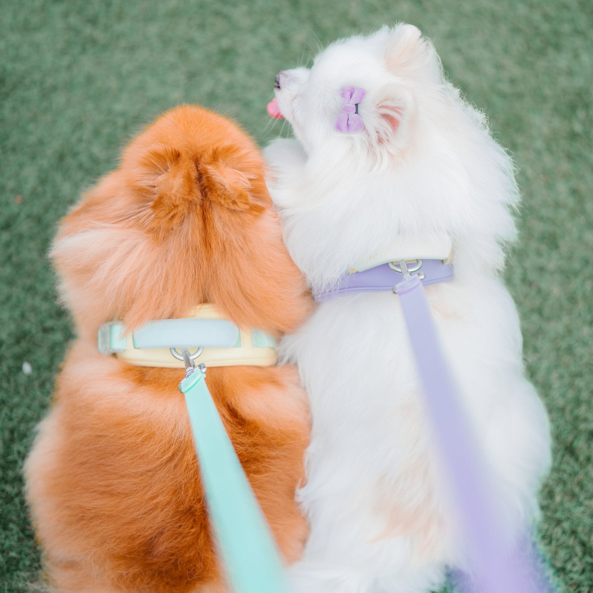 Roam Multi - Way Leash LITE (Grape Soda) - Pups & Bubs