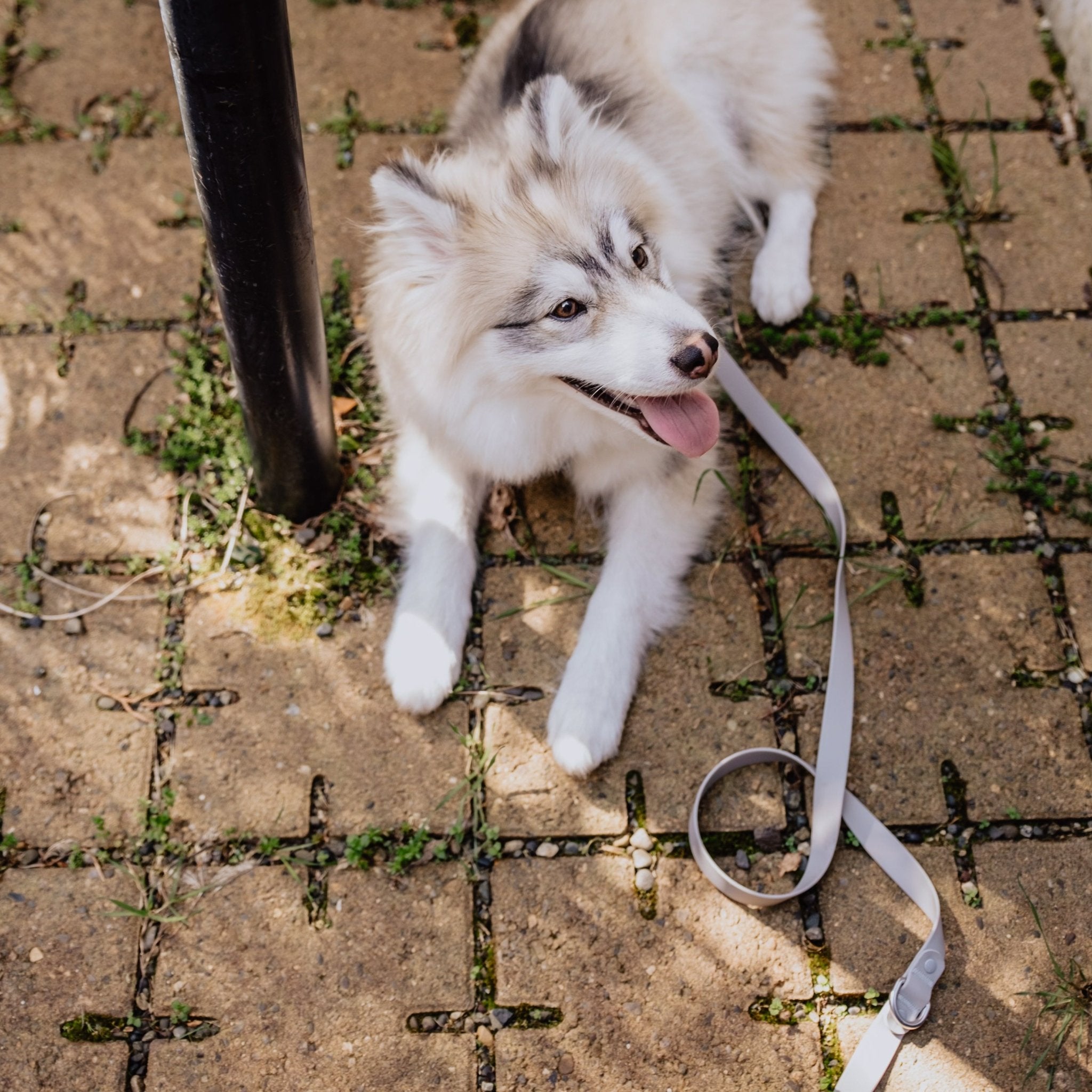 Roam Multi-Way Leash LITE (Space) - Pups & Bubs
