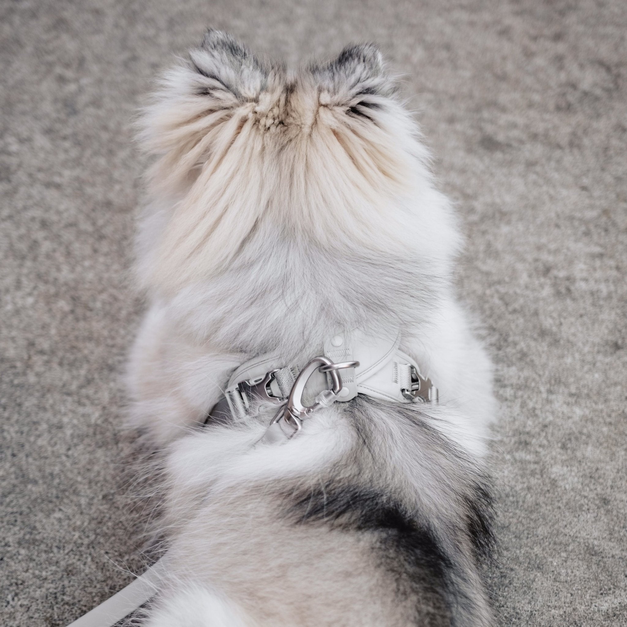 Roam Multi-Way Leash LITE (Space) - Pups & Bubs