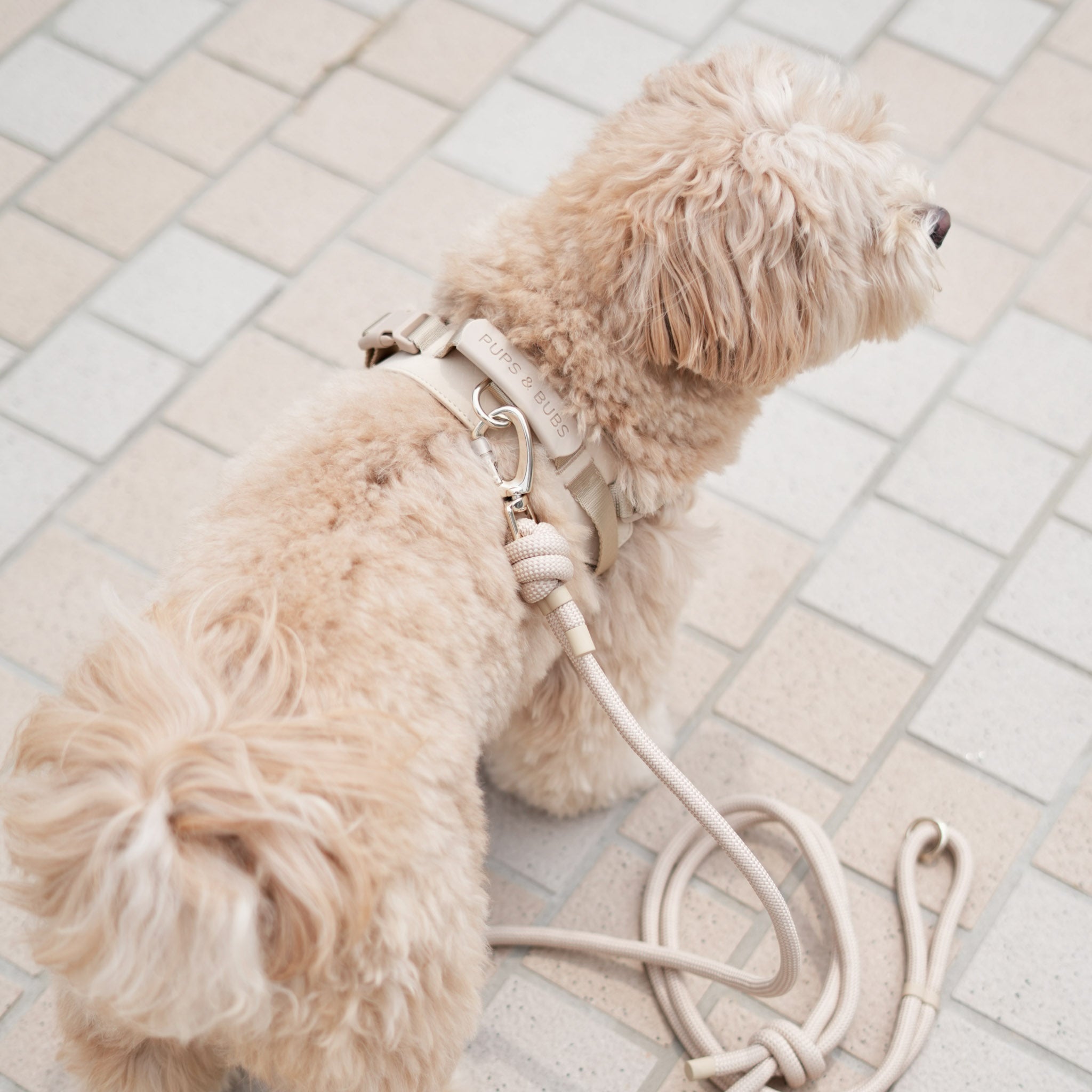 Rover Harness (Sand) - Pups & Bubs