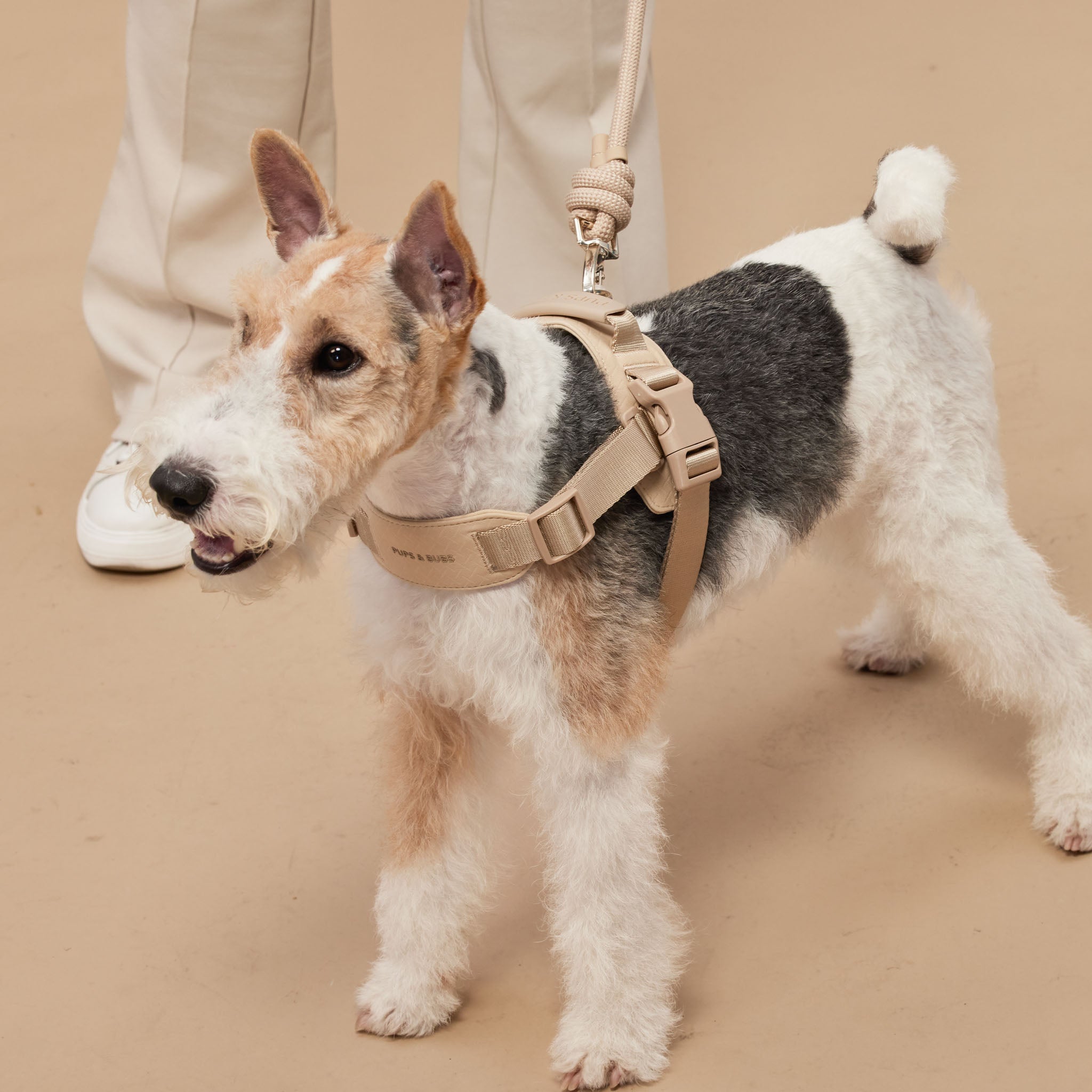 Rover Harness (Sand) - Pups & Bubs