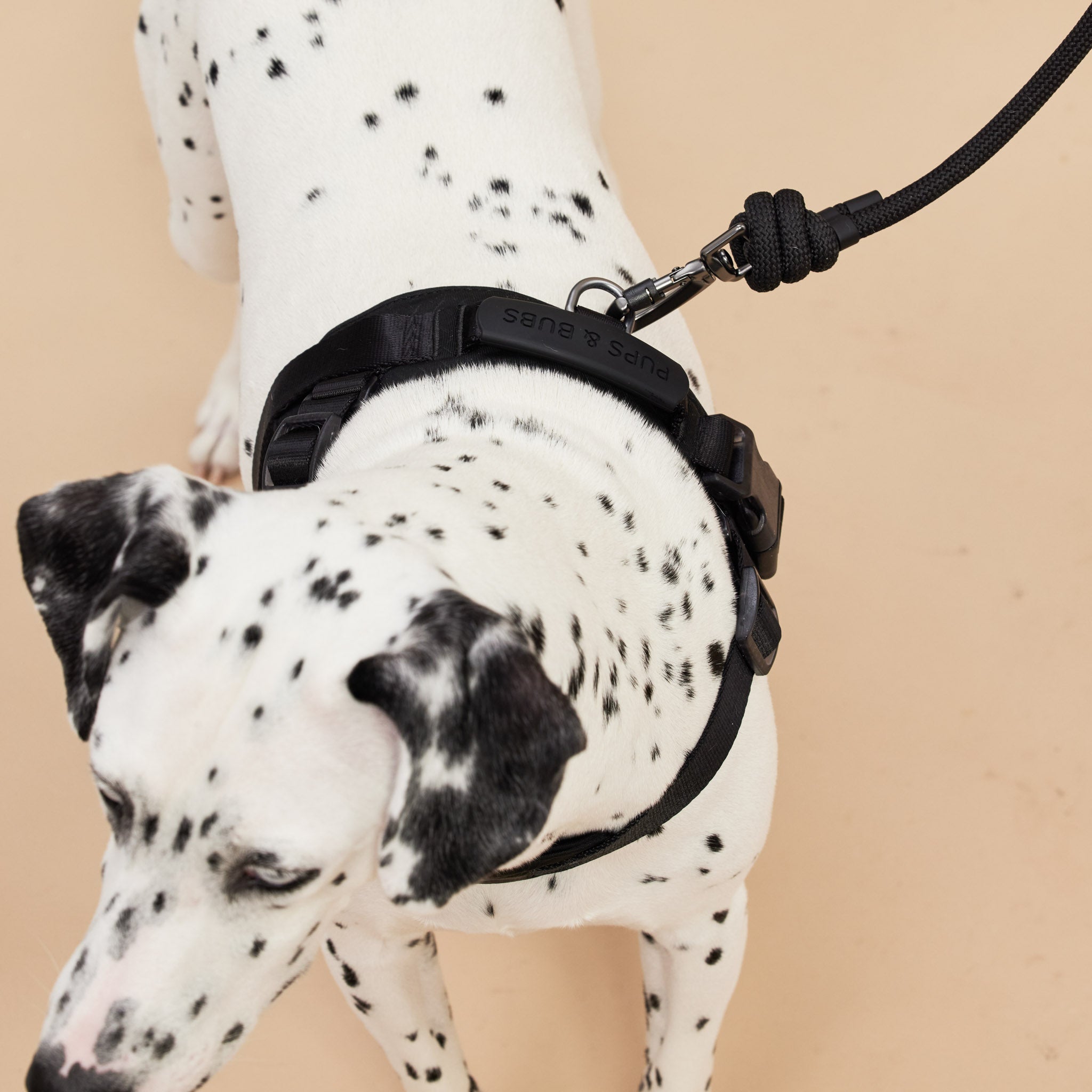 Rover Rope Leash (Black) - Pups & Bubs