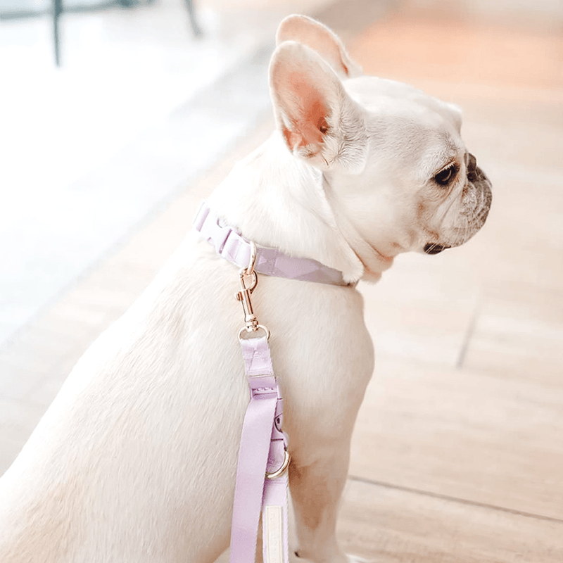 Easily Collar (Violet) - Pups & Bubs