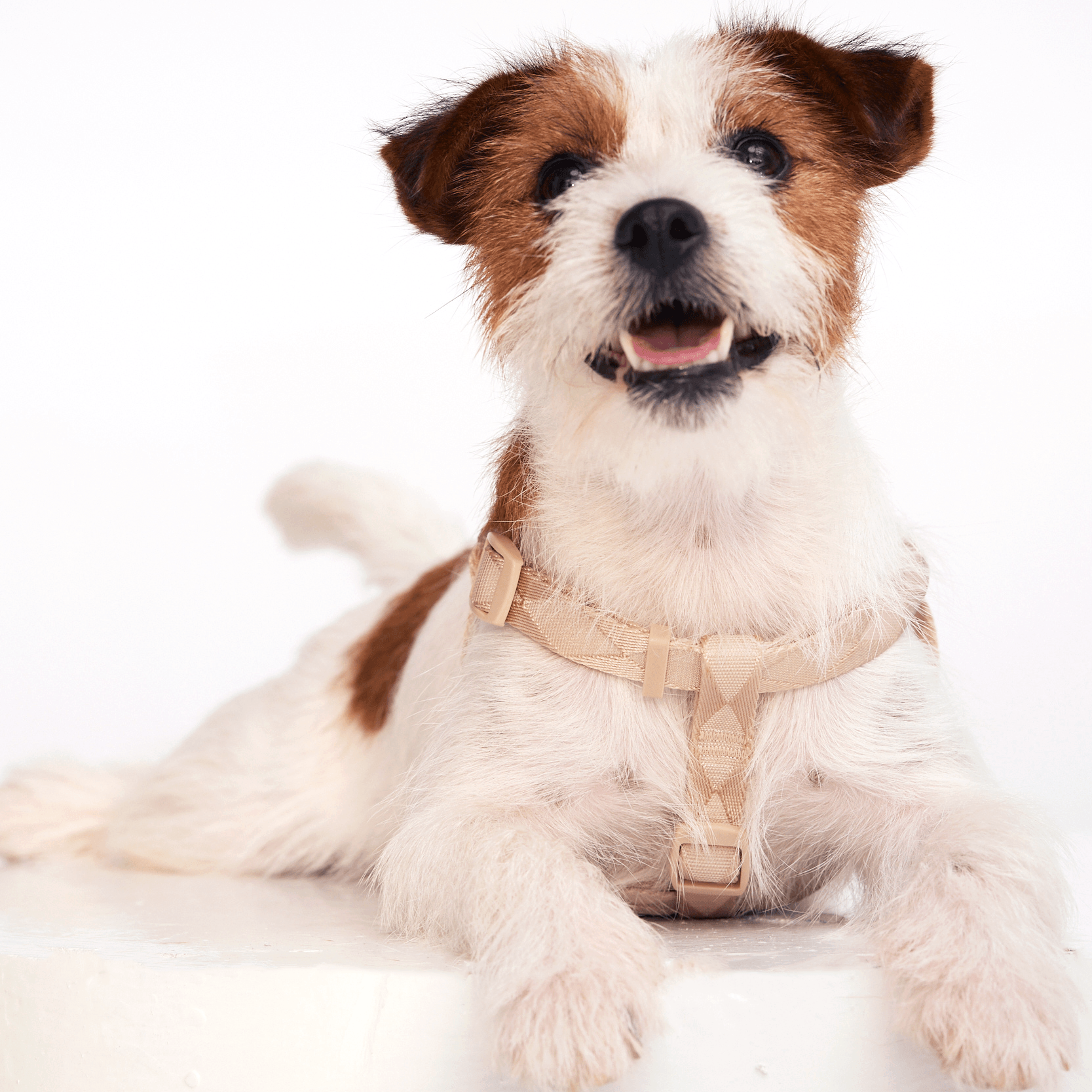 Easily Harness + Multi-Way Lead Set (Sand) - Pups & Bubs