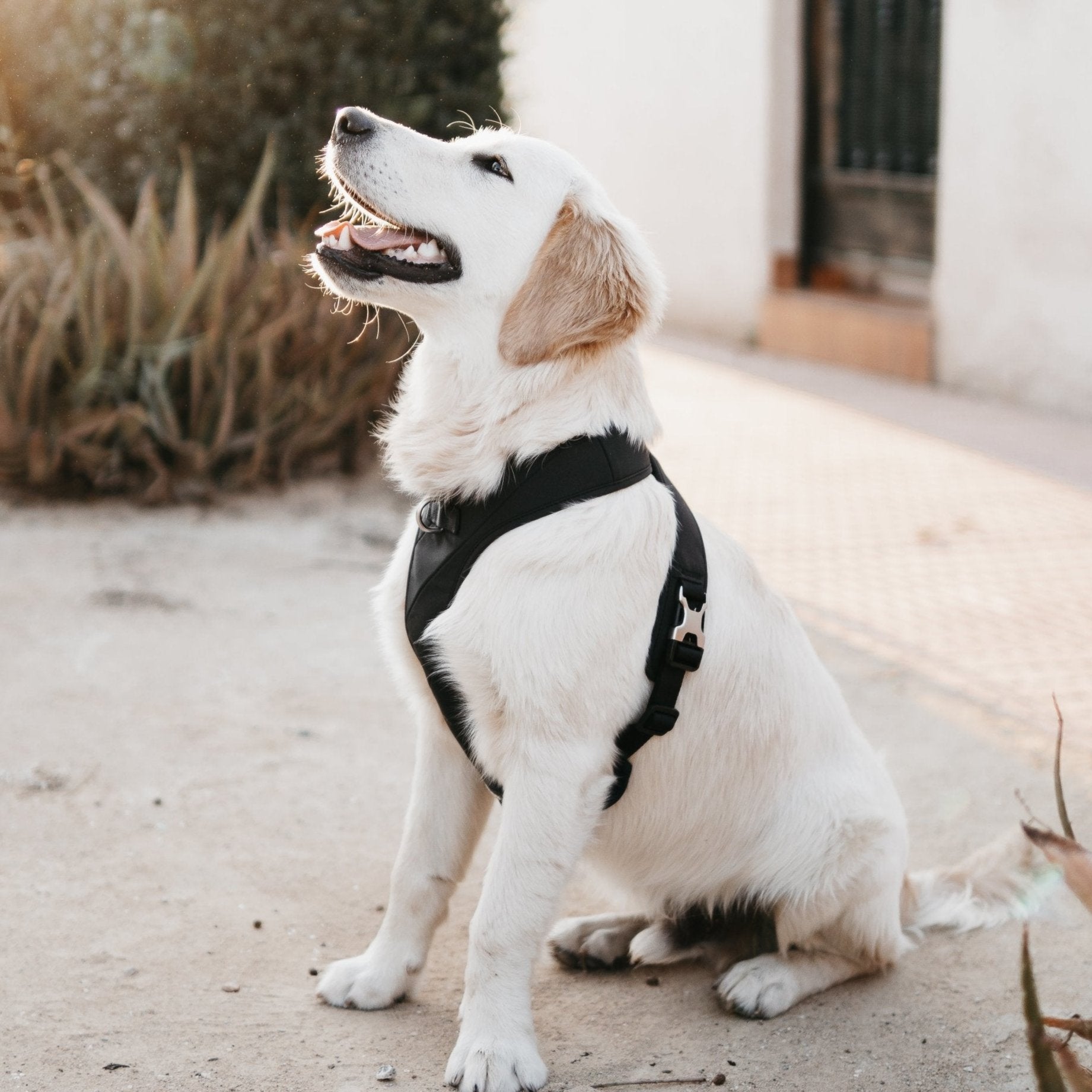 K9 harness 2024 stockists near me