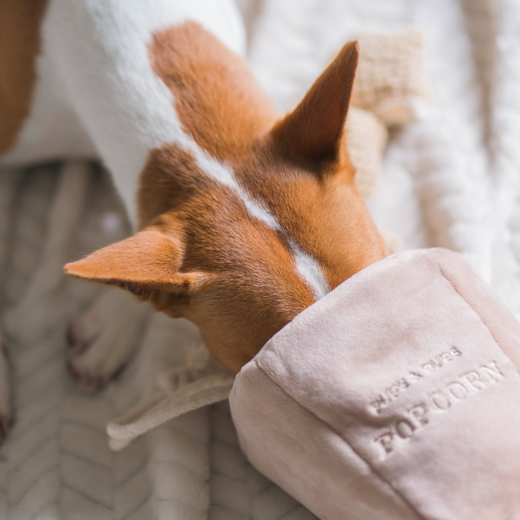 Popcorn Nosework Toy - Pups & Bubs