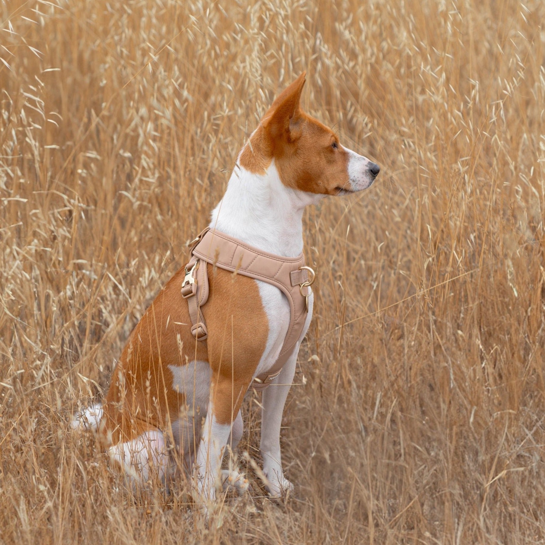 Roam Luxe Harness (Desert) - Pups & Bubs
