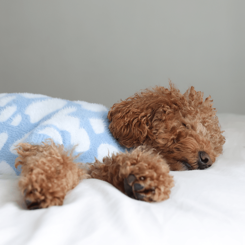 Soft Cloud Sweater (Cloud) w/ Leash Opening - Pups & Bubs