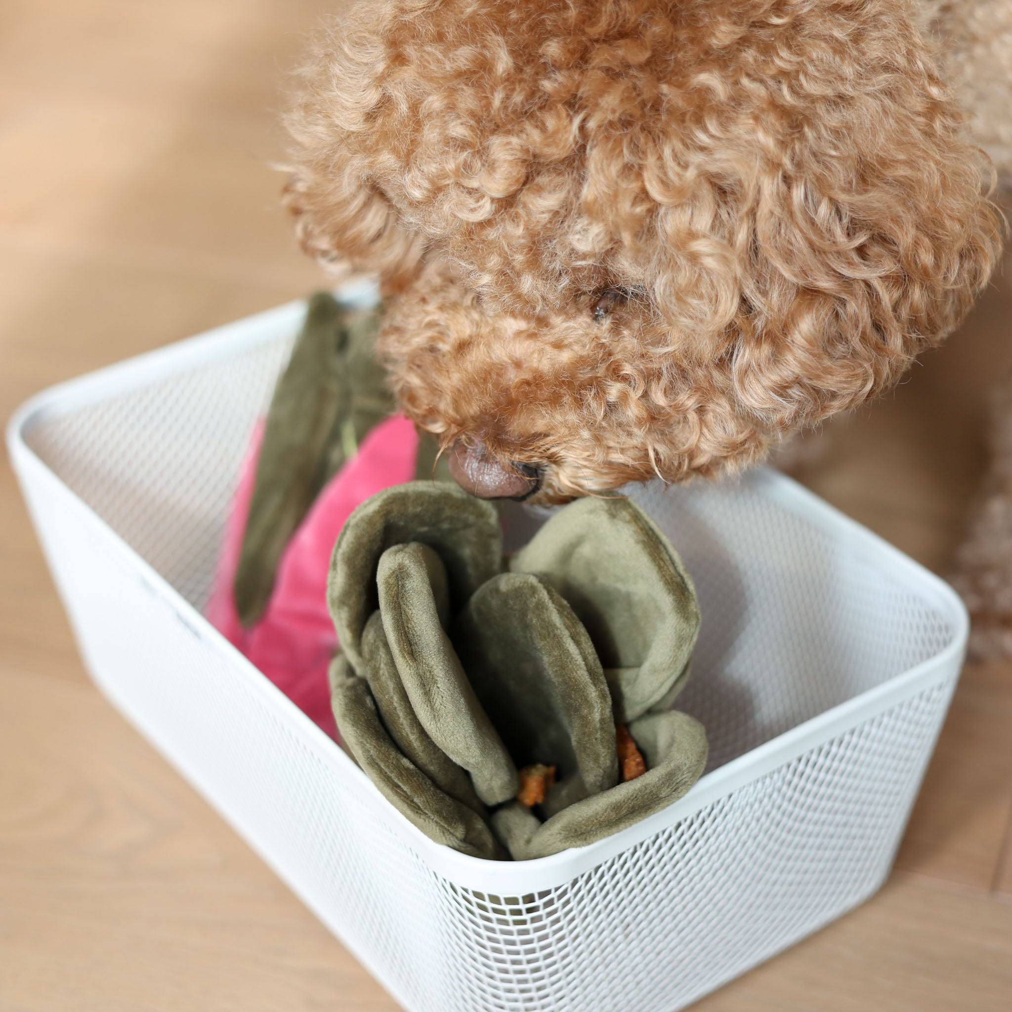 Snuffle Swiss Chard Nosework Toy