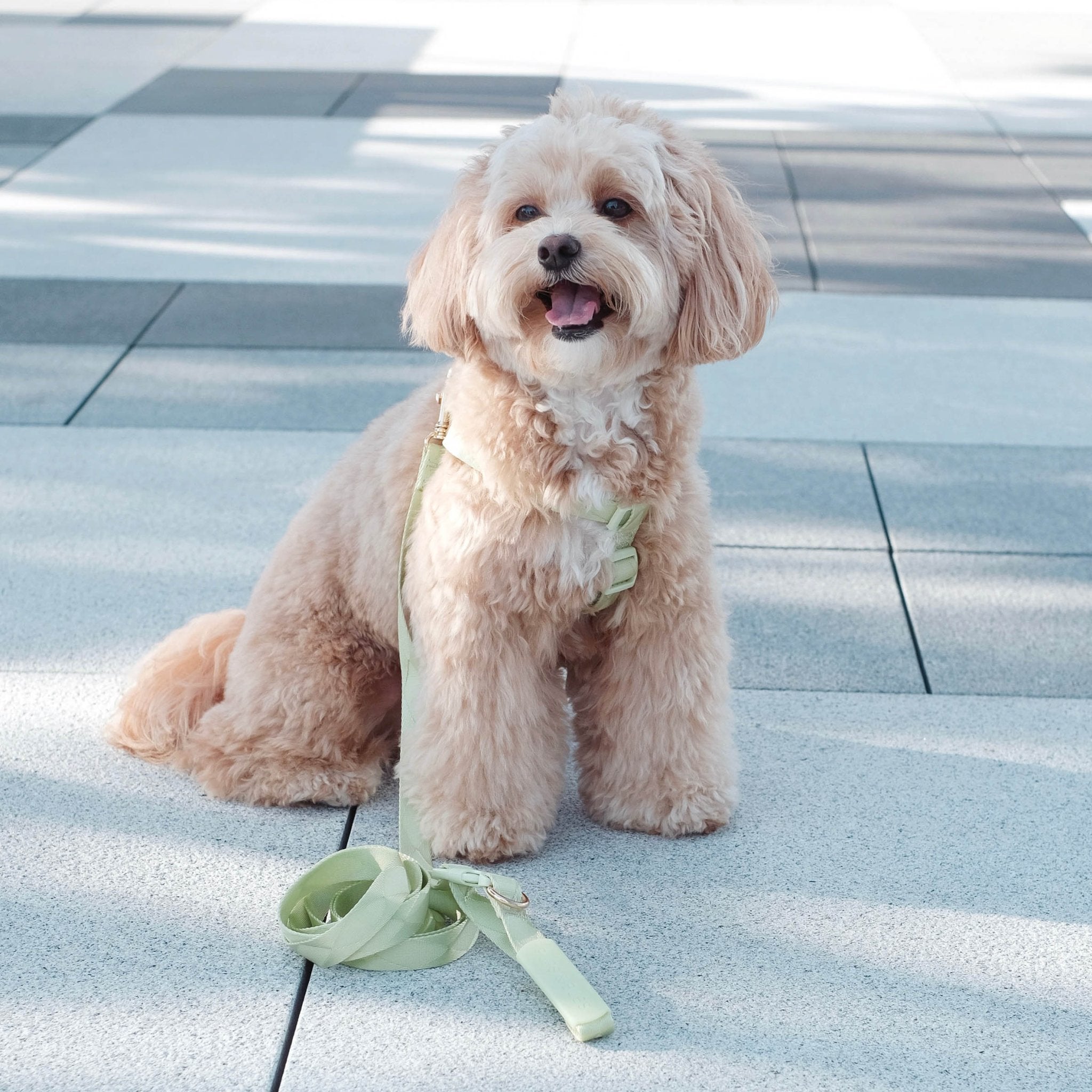 Easily Harness + Leash 2.0 (Green Apple) - Pups & Bubs