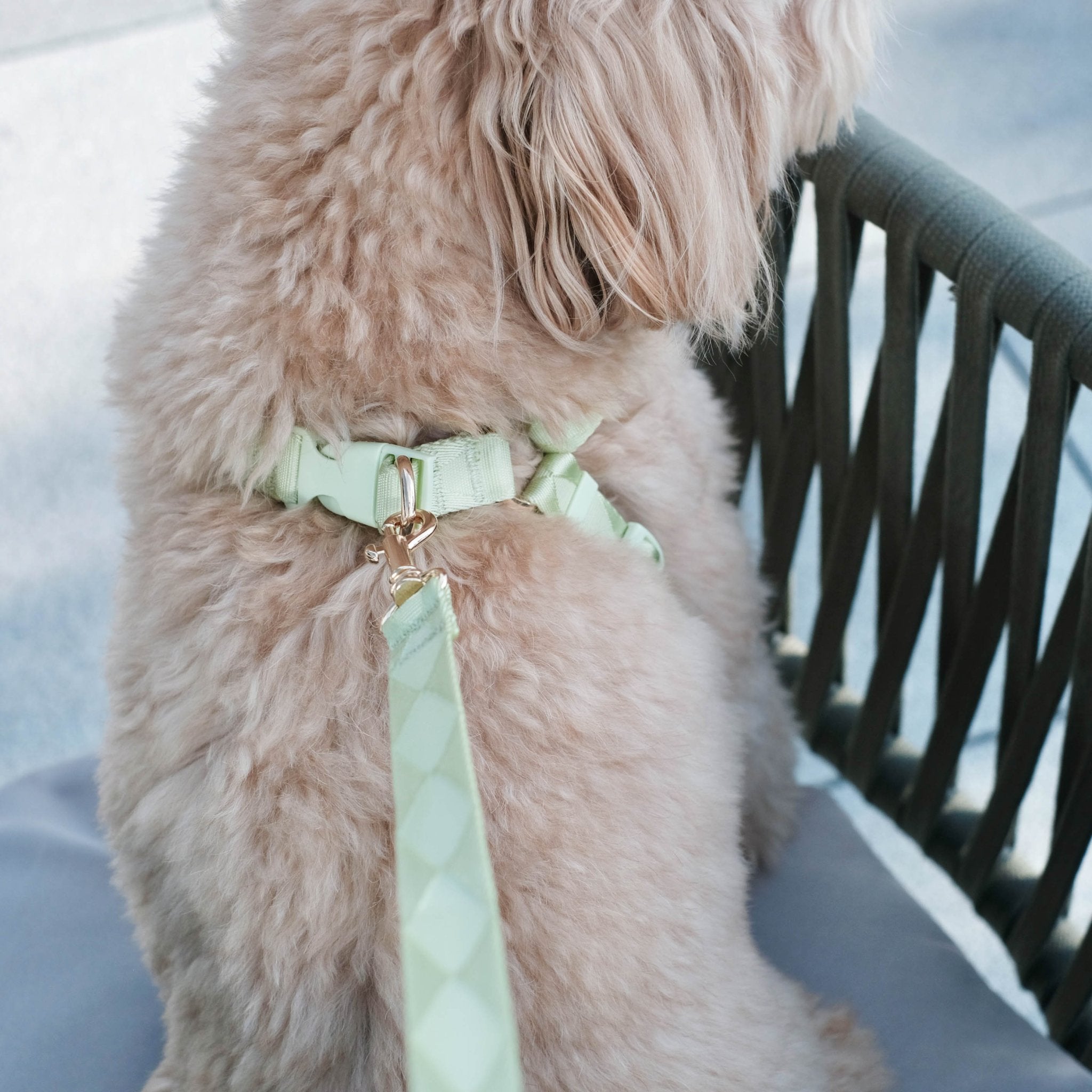 Easily Harness + Leash 2.0 (Green Apple) - Pups & Bubs