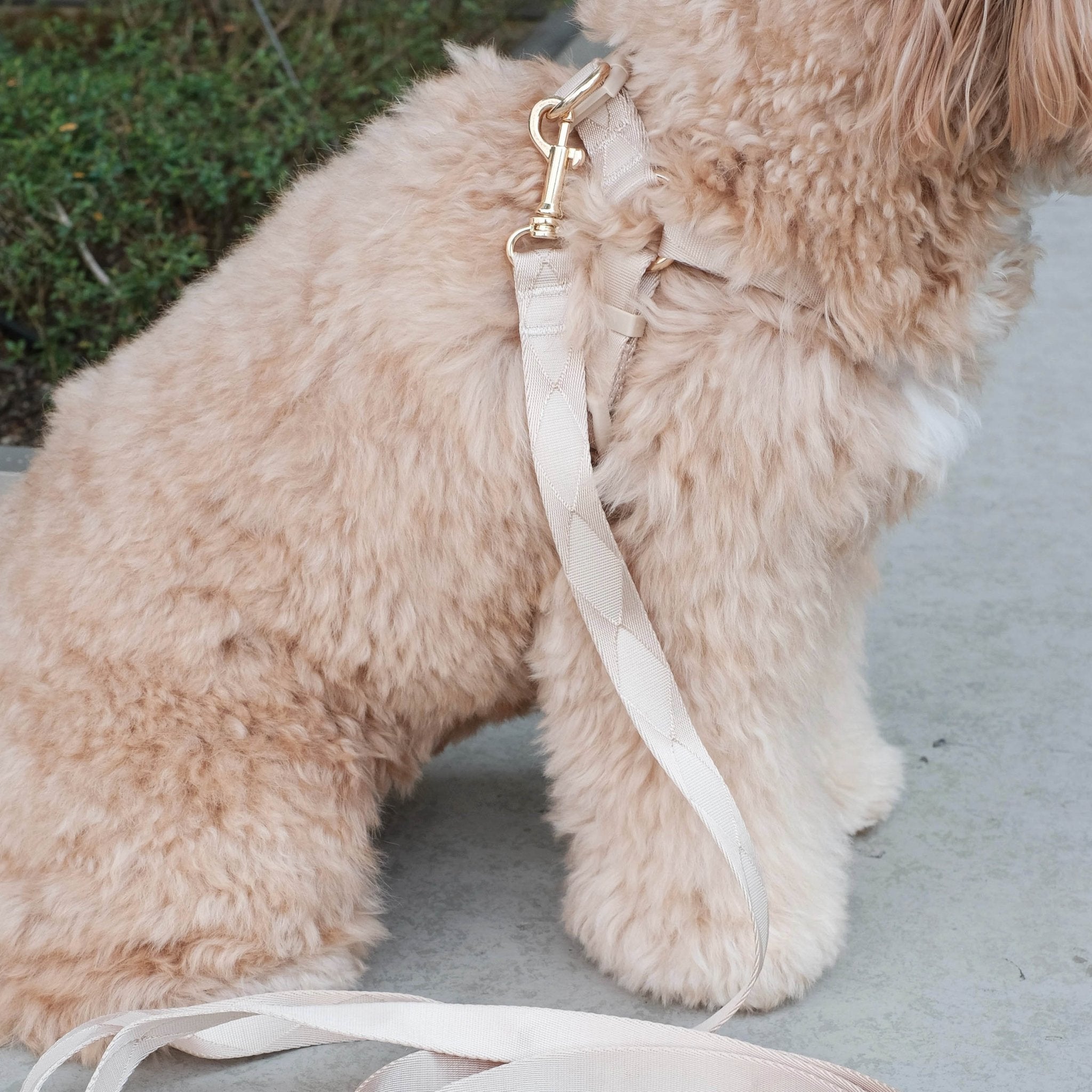 Easily Harness + Leash 2.0 (Latte) - Pups & Bubs