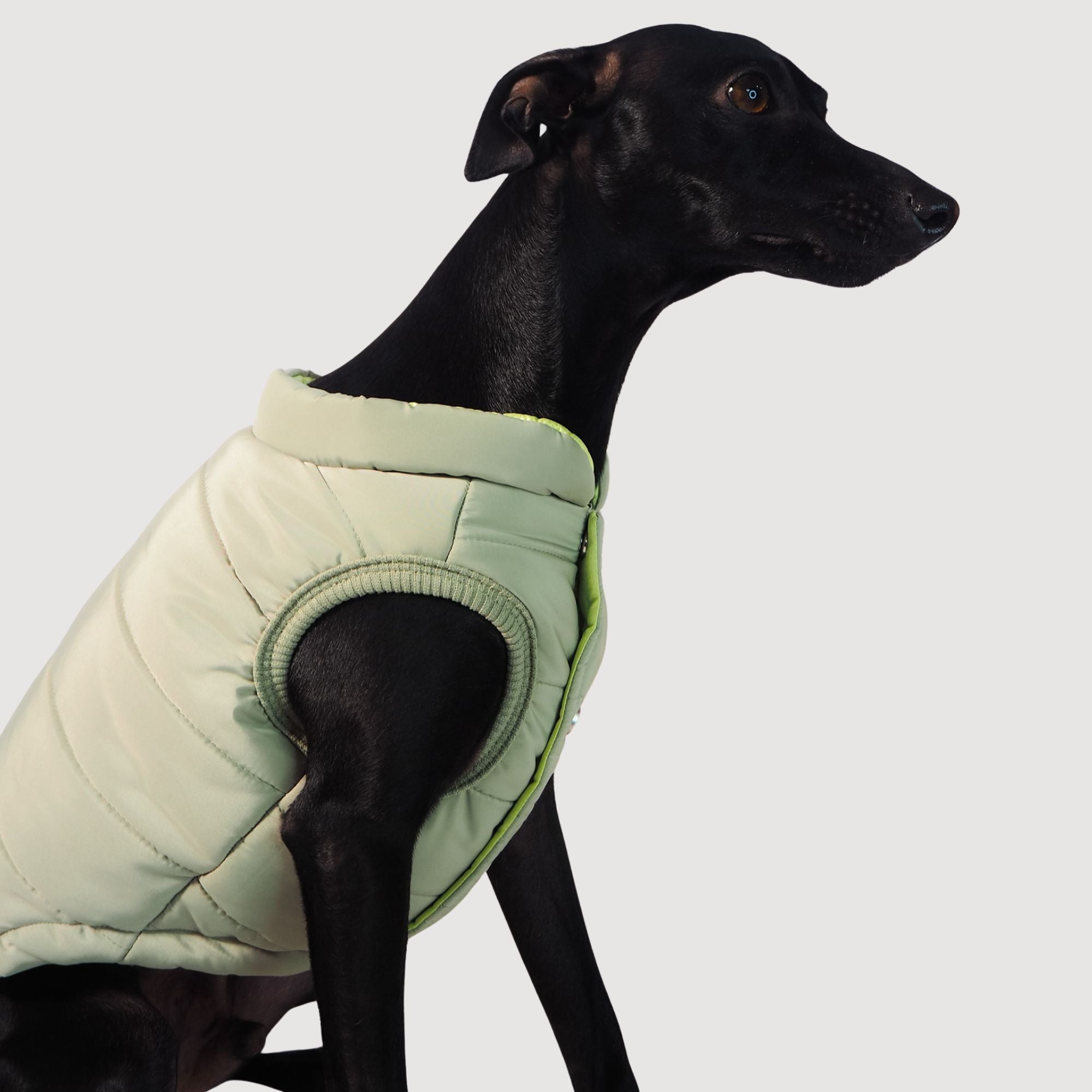 Explorer Puffer Vest (Warbler) - Pups & Bubs