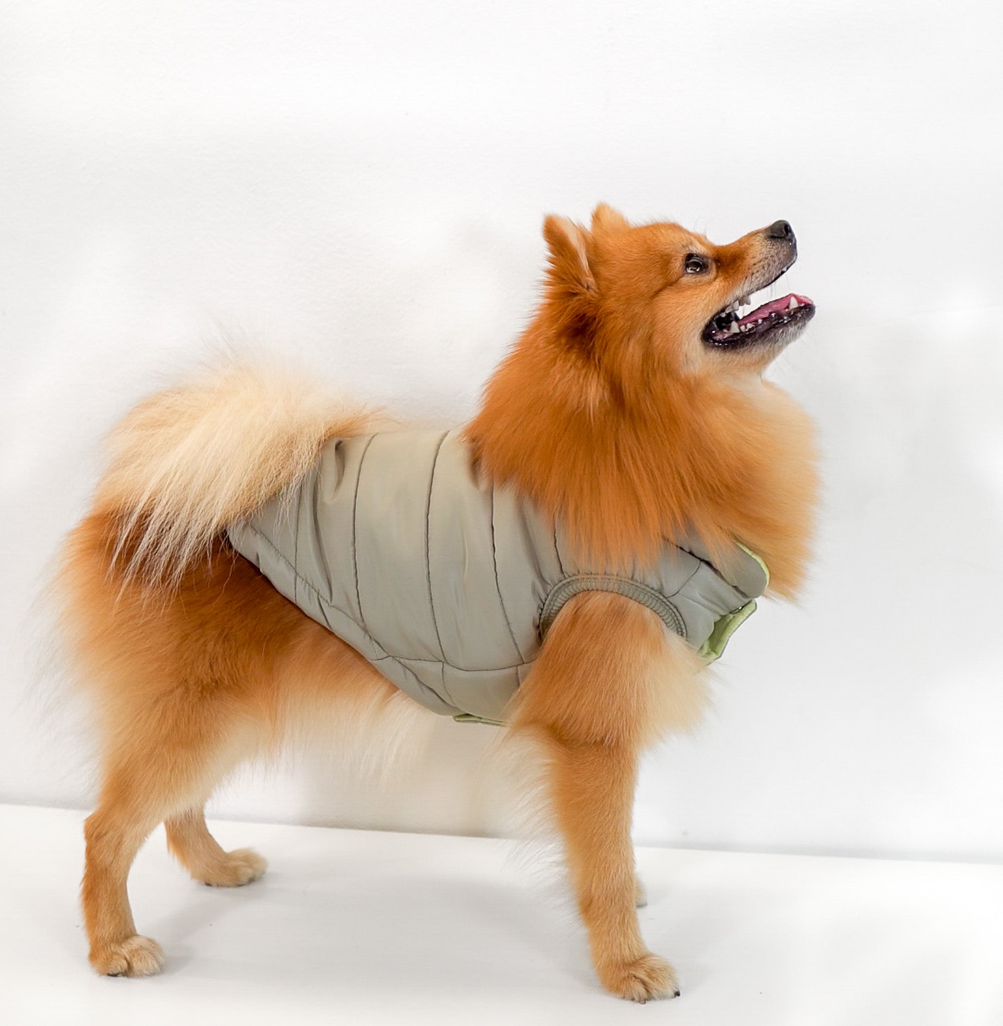 Explorer Puffer Vest (Warbler) - Pups & Bubs