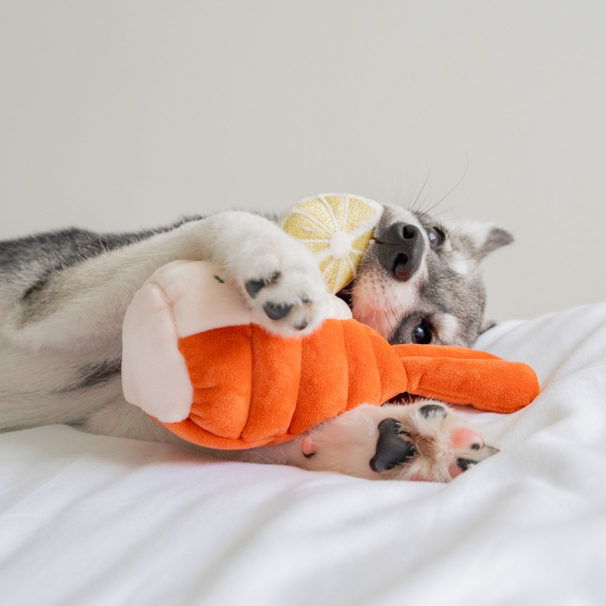 Grilled Lobster Nosework Toy - Pups & Bubs