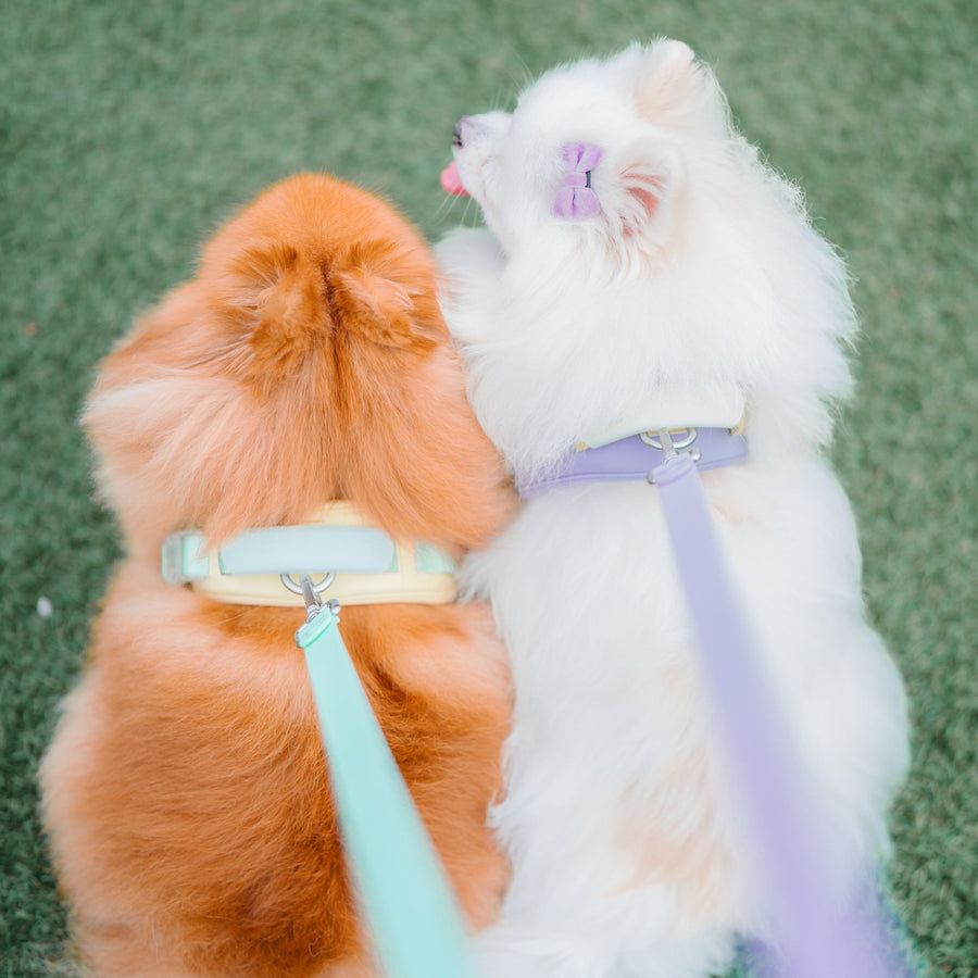Jelly Harness (Cream Soda) - Pups & Bubs