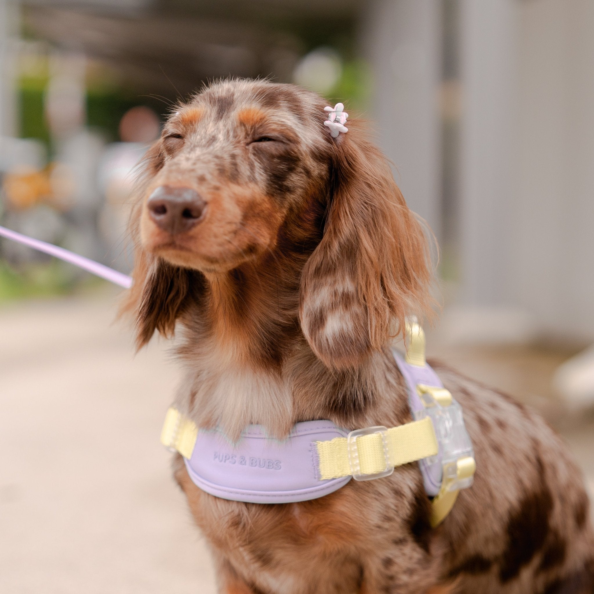 Jelly Harness (Grape) - Pups & Bubs