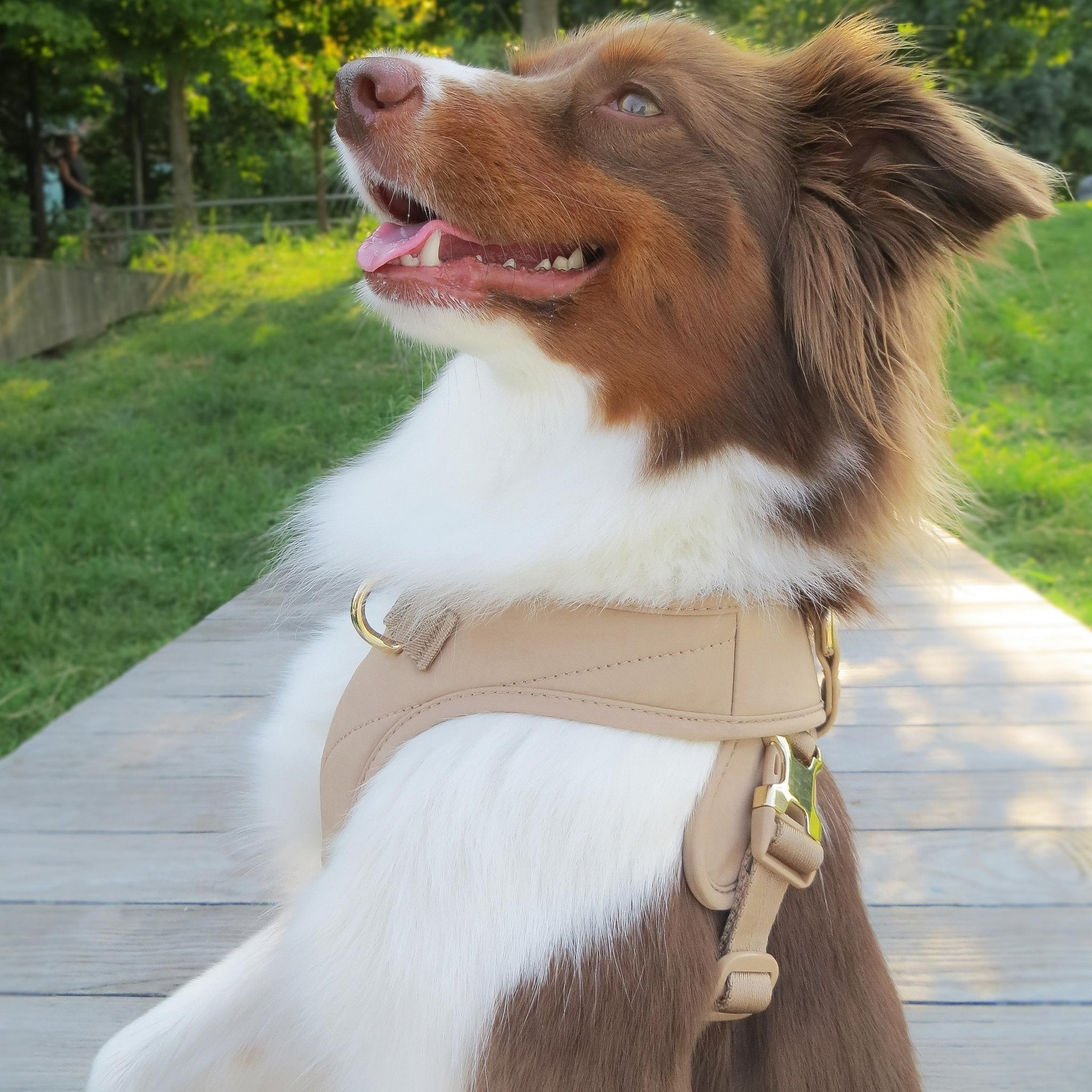 Roam Luxe Harness (Desert) - Pups & Bubs