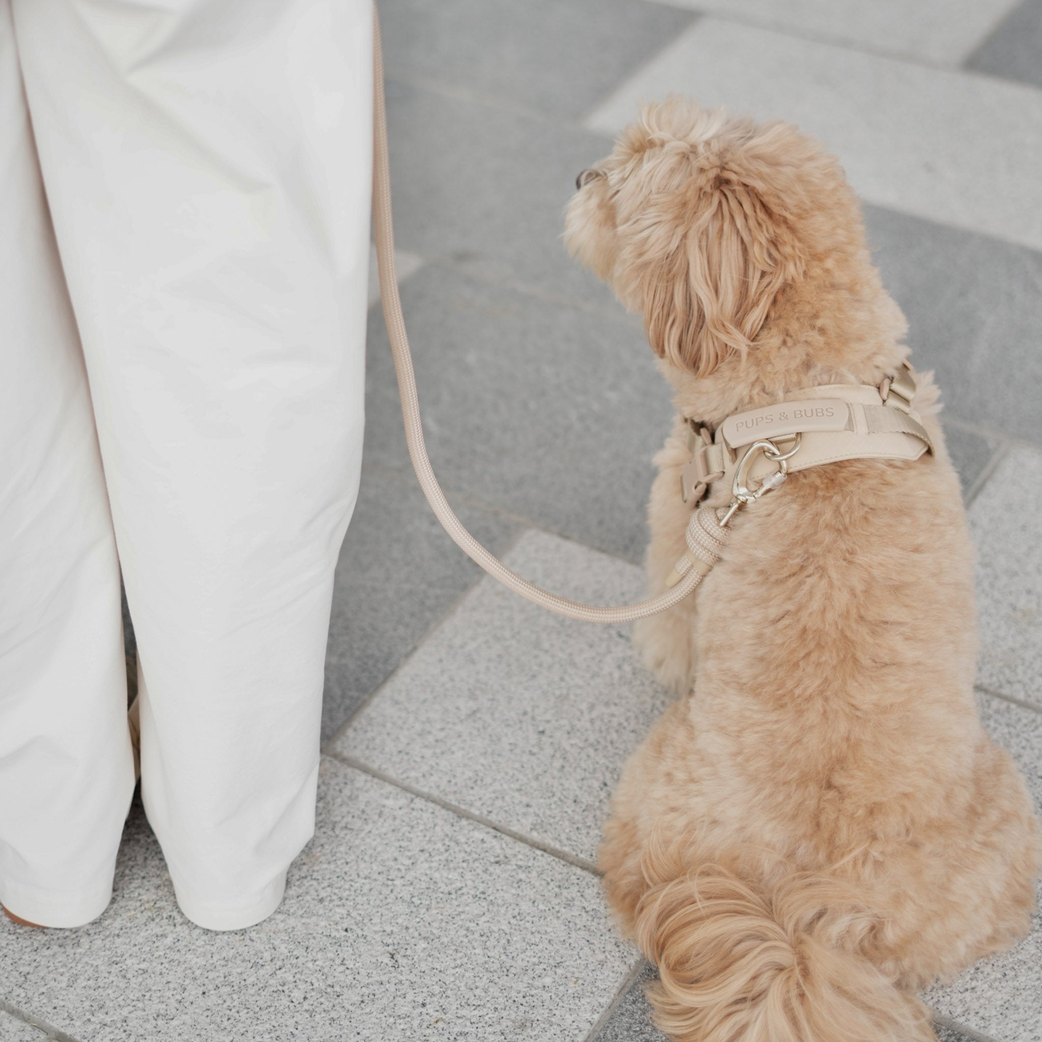 Rover Harness (Sand) - Pups & Bubs
