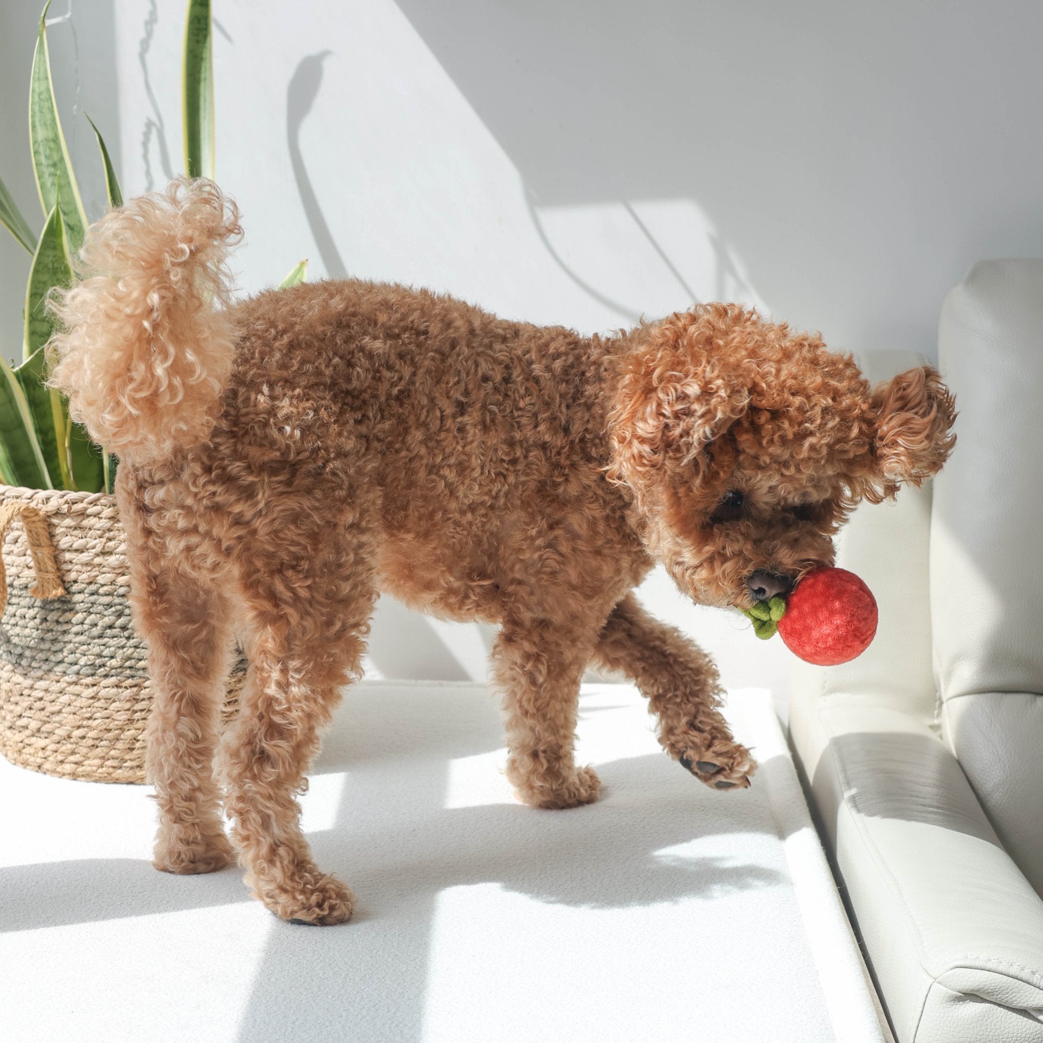 Tomato Soup Nosework Toy - Pups & Bubs