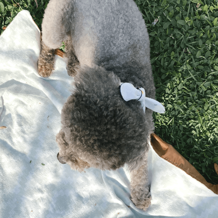 Confetti Necktie - Pups & Bubs