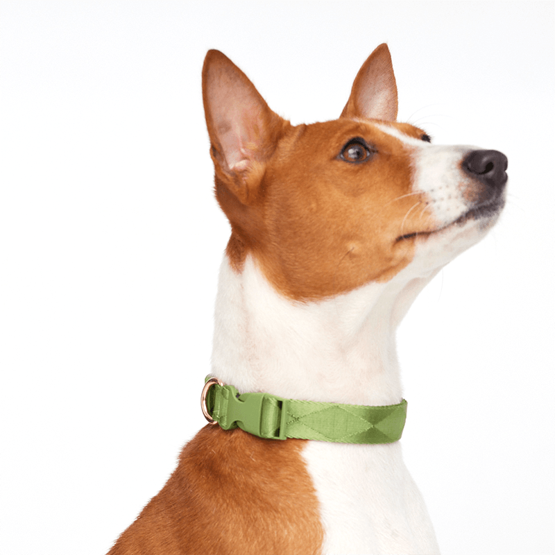 Easily Collar (Epsom) - Pups & Bubs