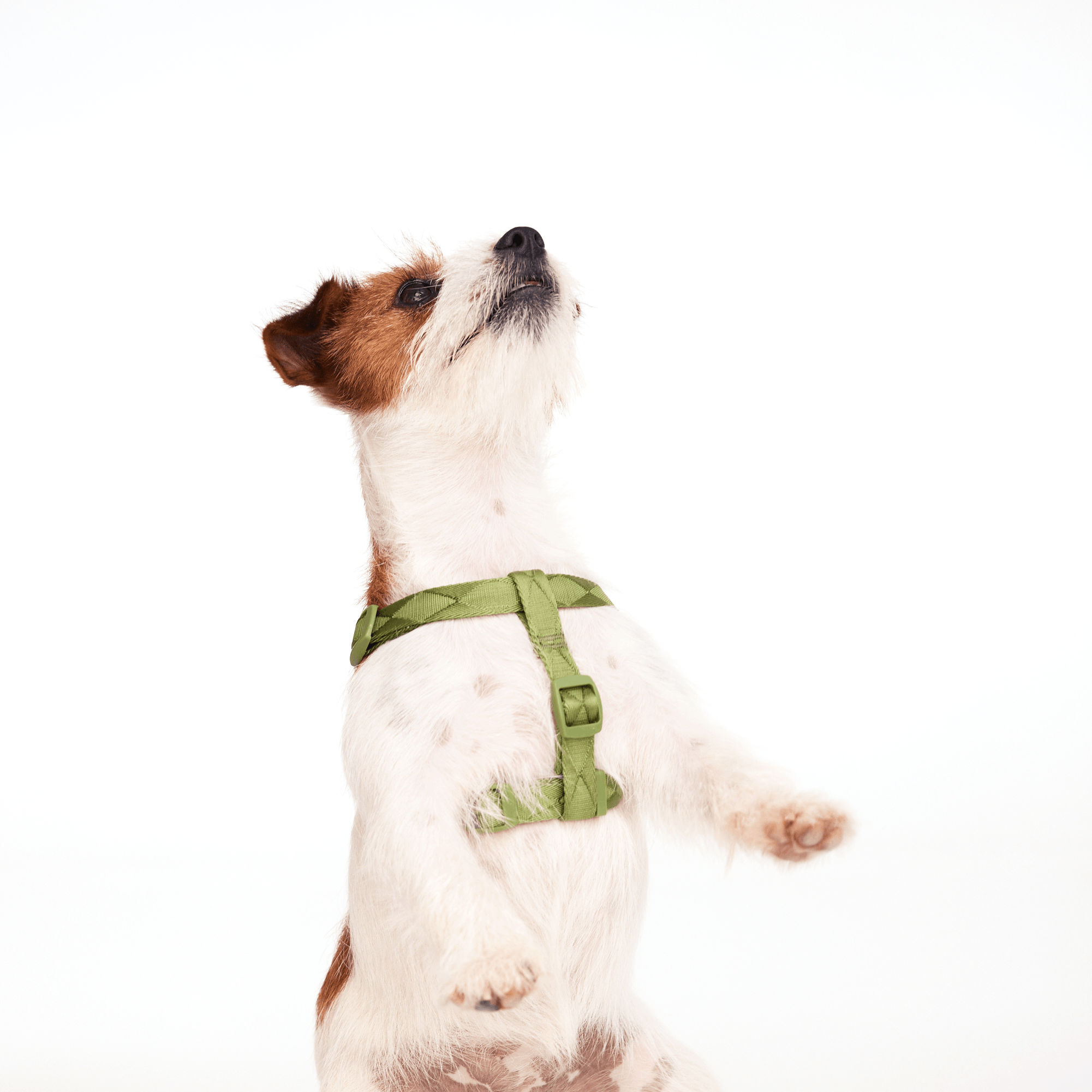 Barbour dog harness and lead 2025