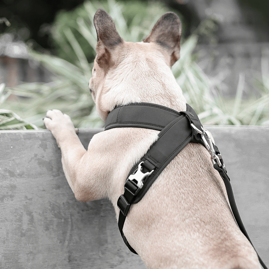 [NEW] Roam Luxe Harness (Black) - Pups & Bubs