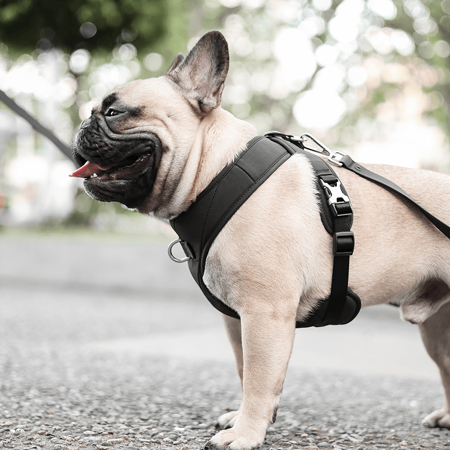 [NEW] Roam Luxe Harness (Black) - Pups & Bubs