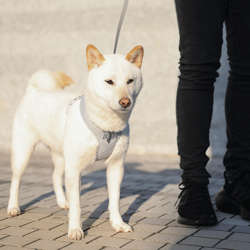 [NEW] Roam Luxe Harness (Space) - Pups & Bubs