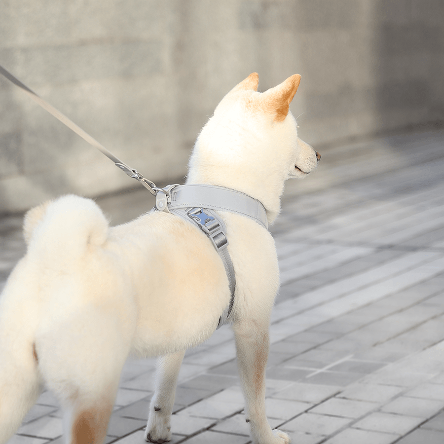[NEW] Roam Luxe Harness (Space) - Pups & Bubs