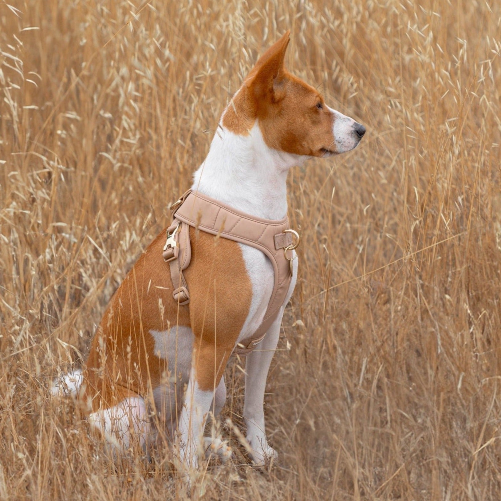 Roam Luxe Harness (Desert) - Pups & Bubs